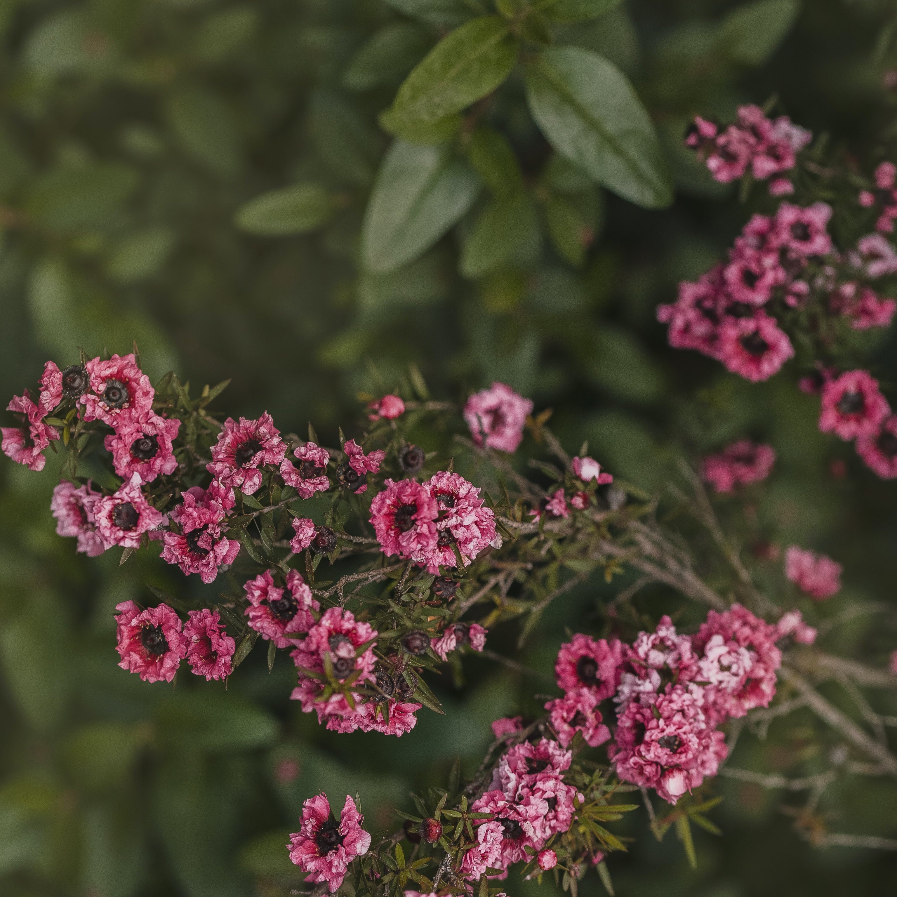 Leptosperum scoparium (Vaso ⌀ 18cm) - Greenshop