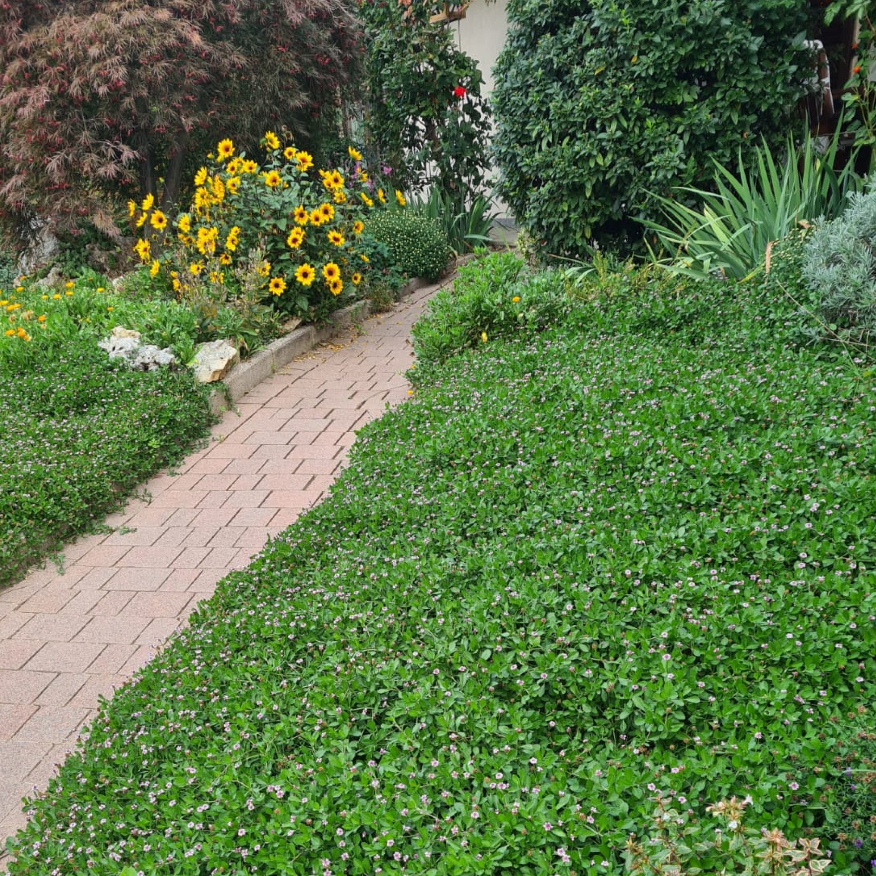 Lippia nodiflora (V7) - Greenshop