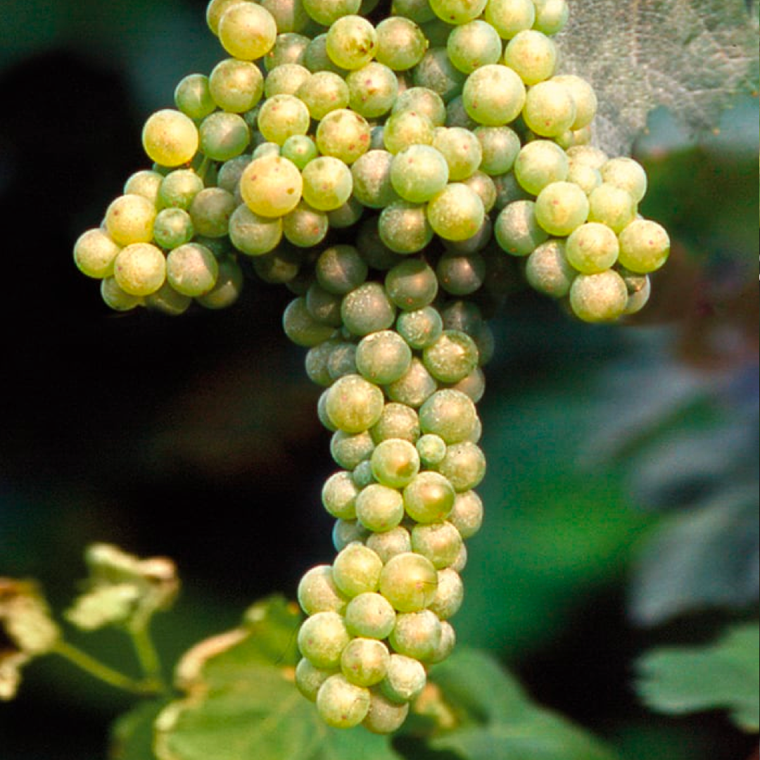 Barbatelle Innestate – (1 anno) – Pronte da Piantare - Greenshop