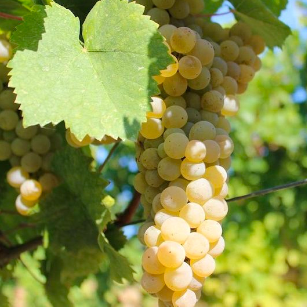 Barbatelle Innestate – (1 anno) – Pronte da Piantare - Greenshop