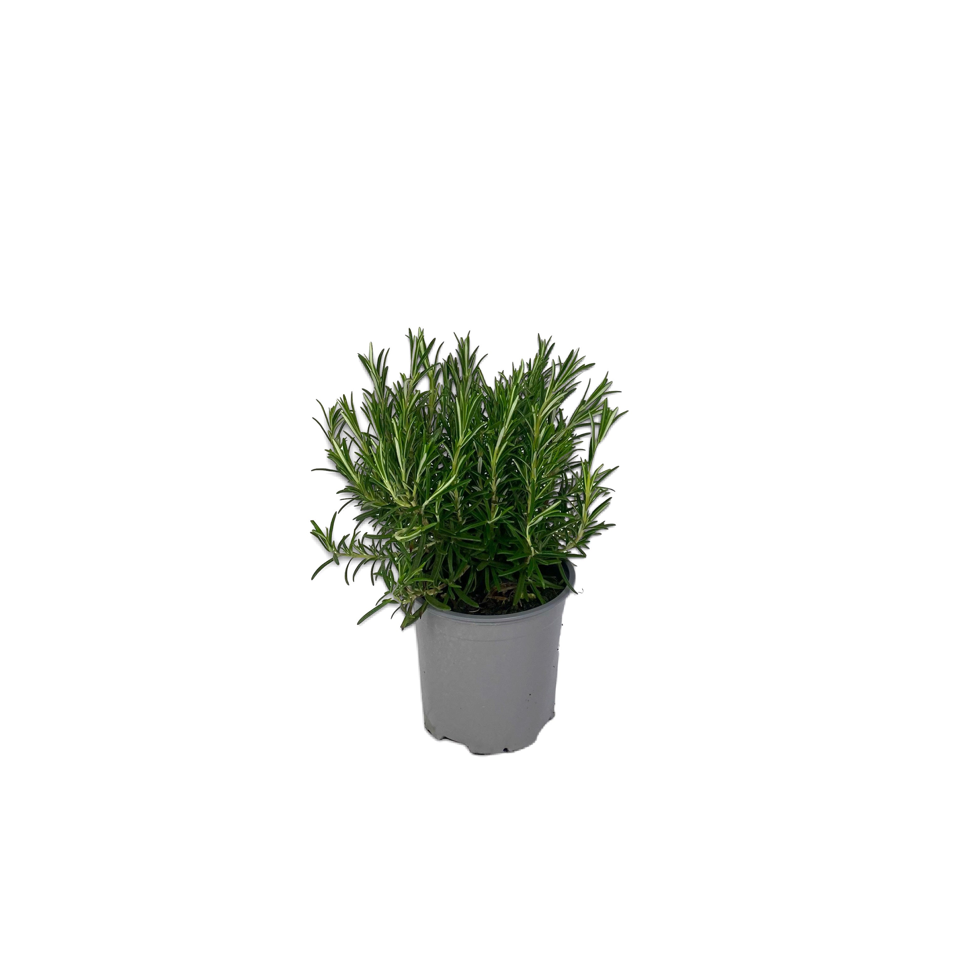 Rosmarino eretto - Rosmarino officinalis - Greenshop