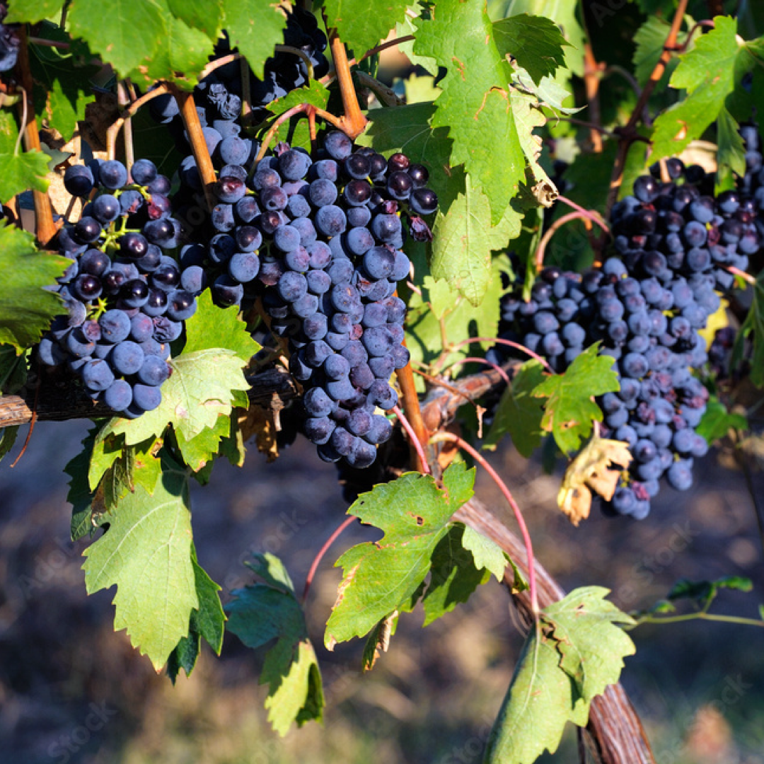 Barbatelle Innestate (1 anno radice nuda)