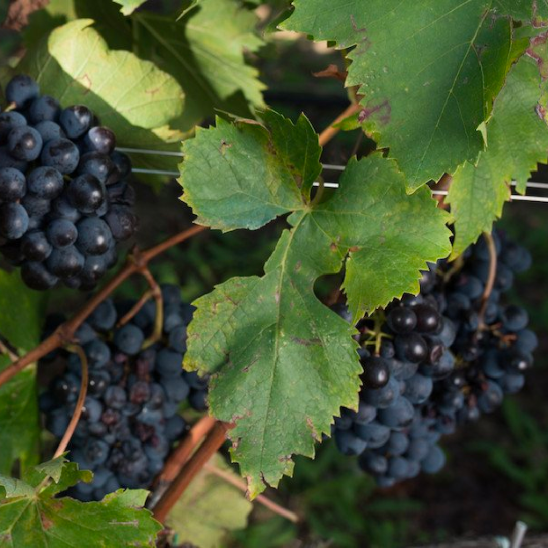 Barbatelle Innestate – (1 anno) – Pronte da Piantare - Greenshop