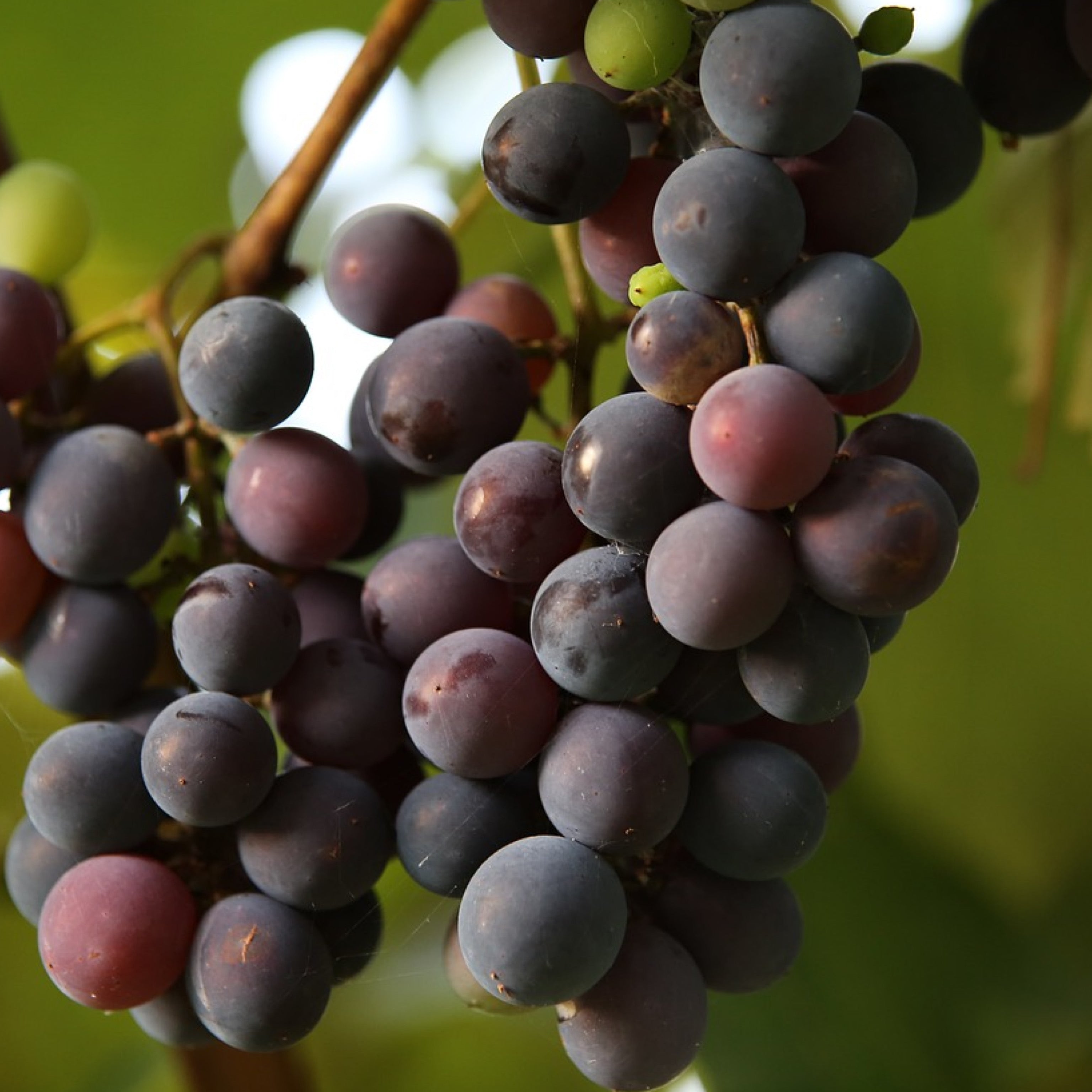 Pianta di vite in vaso (Barbatella innestata di 2 anni - altezza 150cm - 𝙎𝙘𝙤𝙣𝙩𝙖𝙩𝙚 𝙞𝙣 𝙗𝙖𝙨𝙚 𝙖𝙡𝙡𝙖 𝙦𝙪𝙖𝙣𝙩𝙞𝙩𝙖') - Greenshop