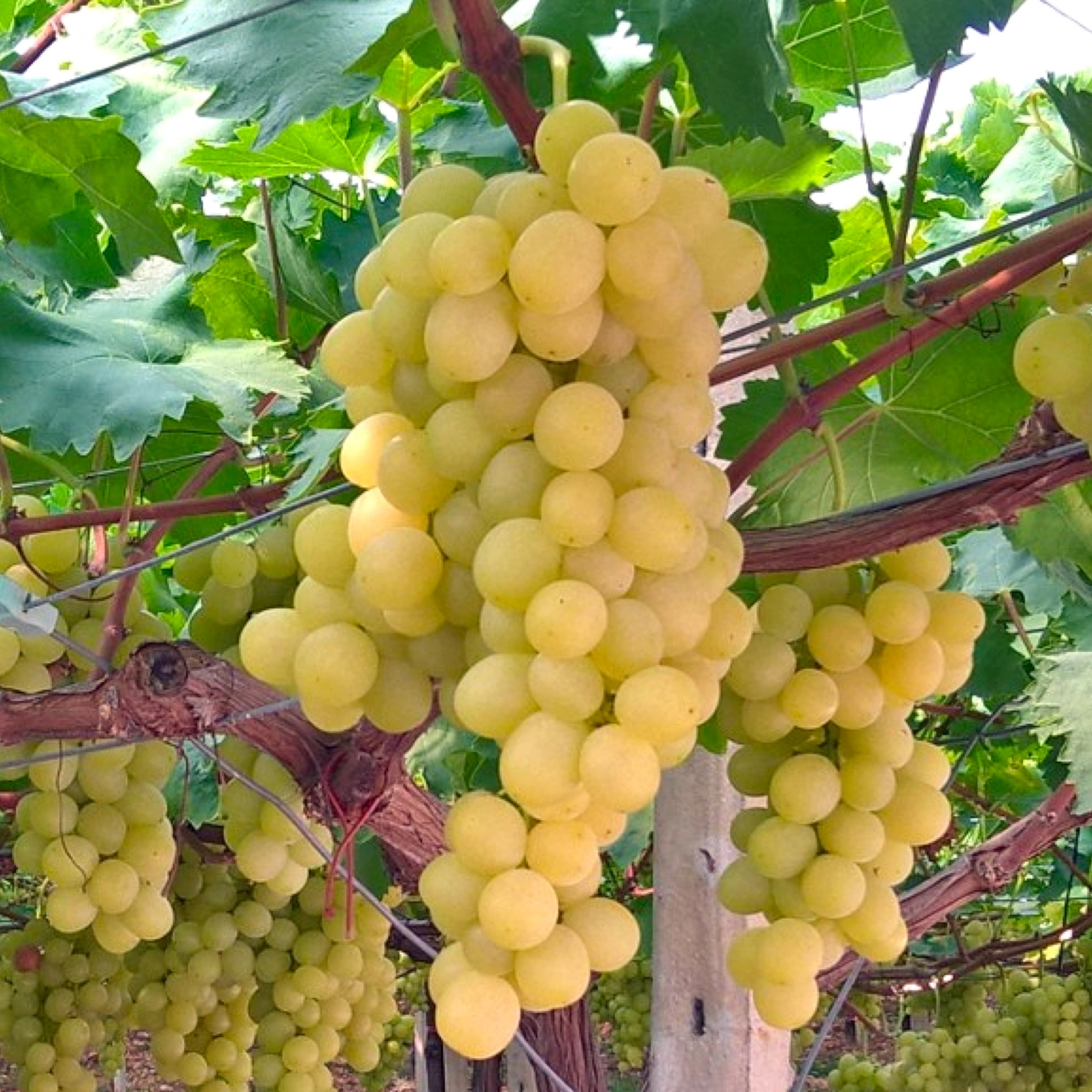 Pianta di vite in vaso (Barbatella innestata di 2 anni - altezza 150cm - 𝙎𝙘𝙤𝙣𝙩𝙖𝙩𝙚 𝙞𝙣 𝙗𝙖𝙨𝙚 𝙖𝙡𝙡𝙖 𝙦𝙪𝙖𝙣𝙩𝙞𝙩𝙖') - Greenshop