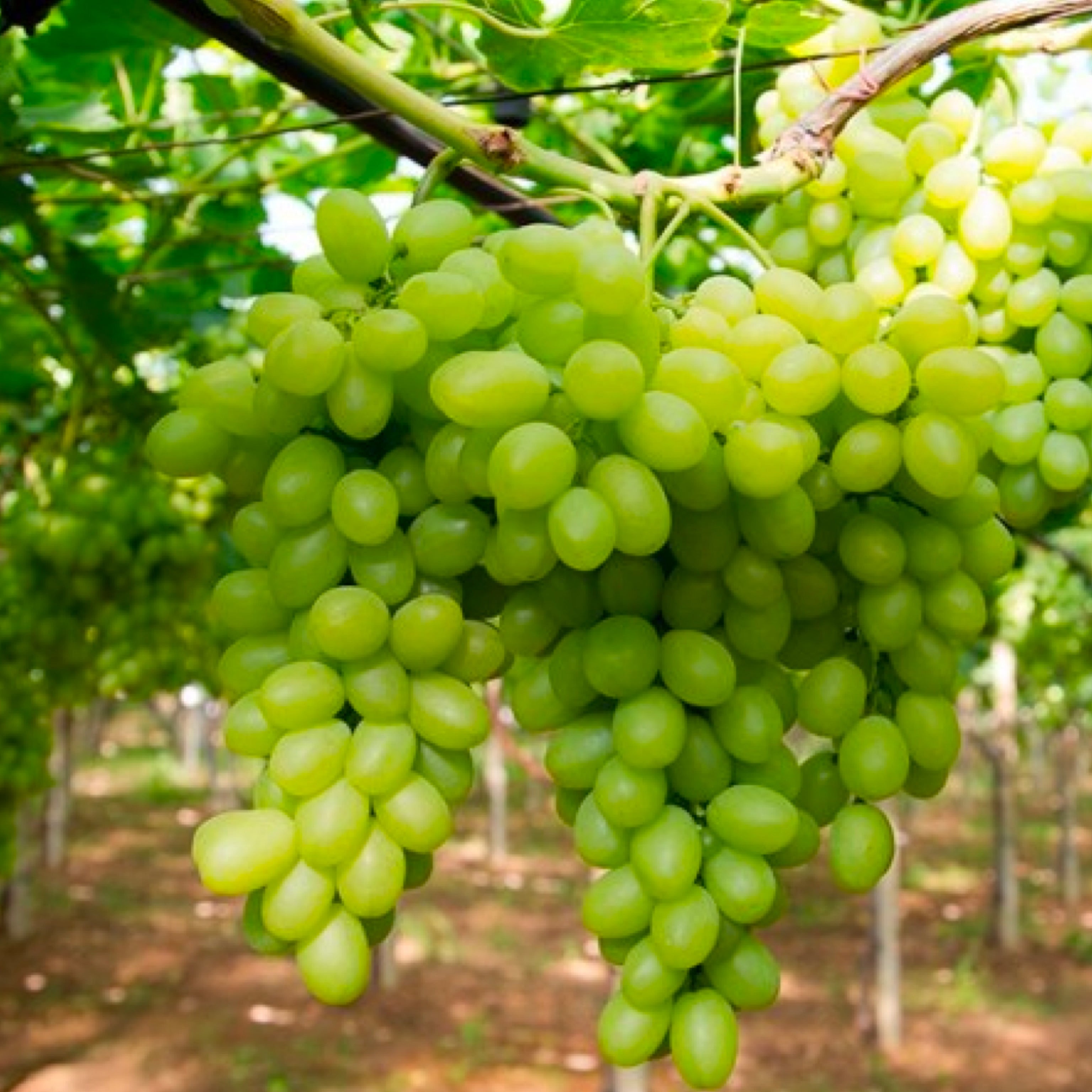 Pianta di vite in vaso (Barbatella innestata di 2 anni - altezza 150cm - 𝙎𝙘𝙤𝙣𝙩𝙖𝙩𝙚 𝙞𝙣 𝙗𝙖𝙨𝙚 𝙖𝙡𝙡𝙖 𝙦𝙪𝙖𝙣𝙩𝙞𝙩𝙖') - Greenshop