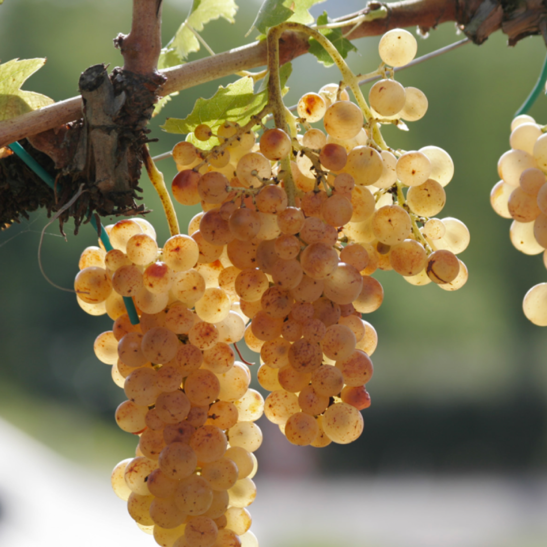 Barbatelle Innestate – (1 anno) – Pronte da Piantare - Greenshop