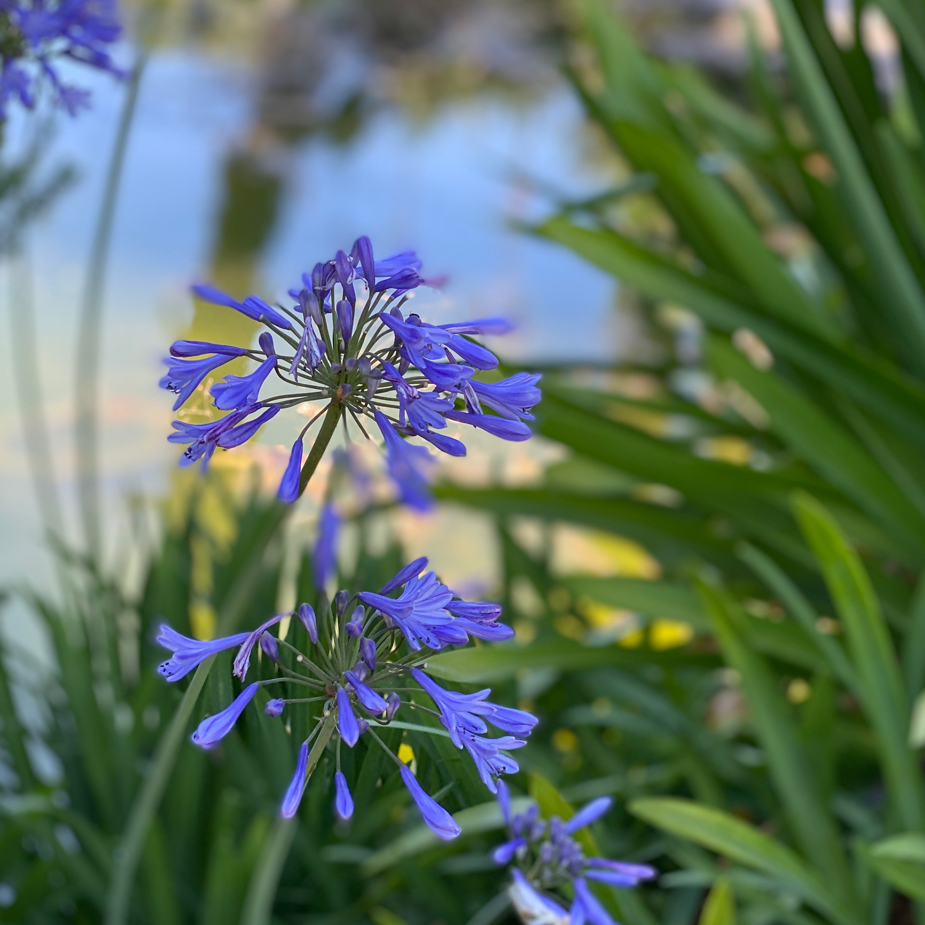 Agapantus (V18) - Greenshop