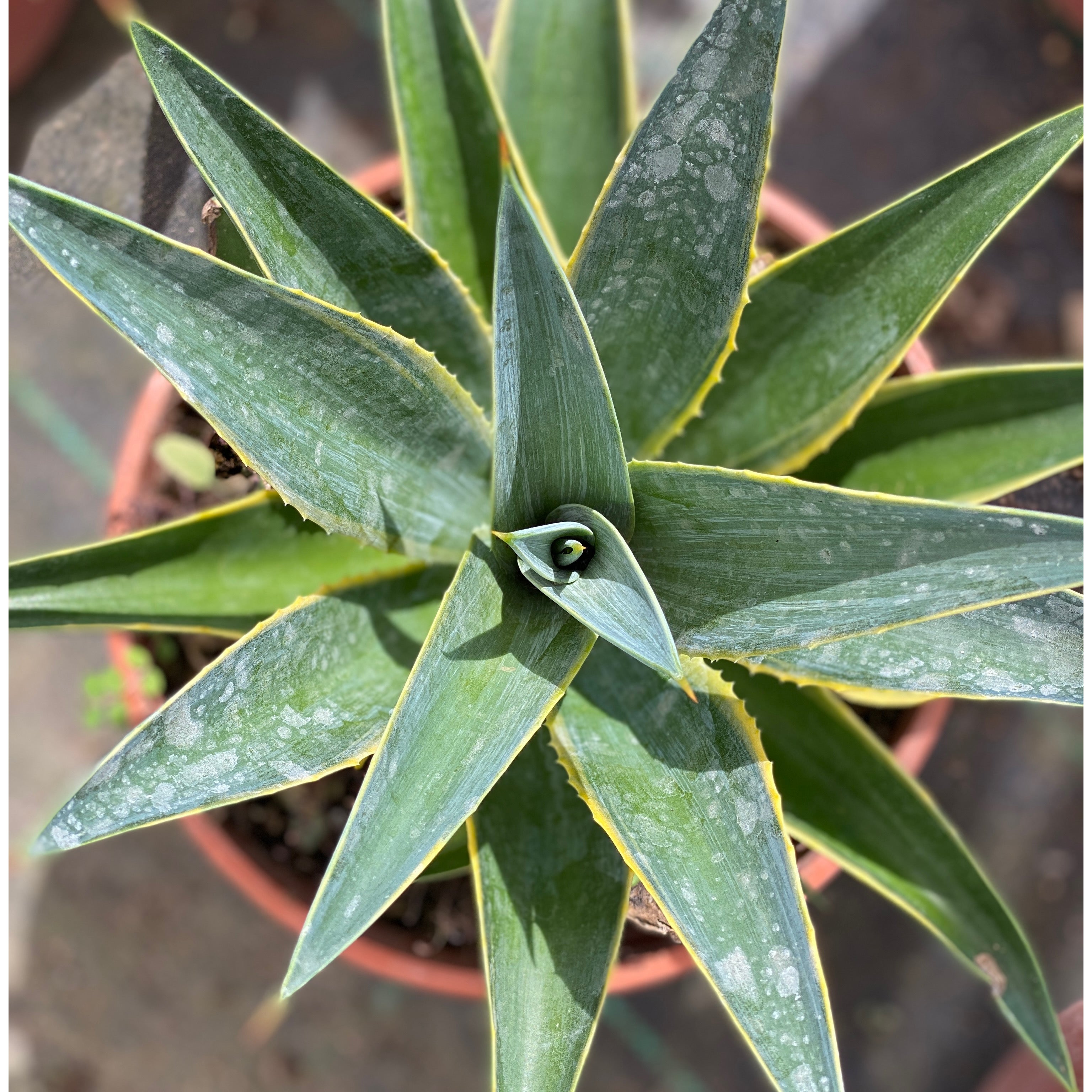 Agave (V18) - Greenshop