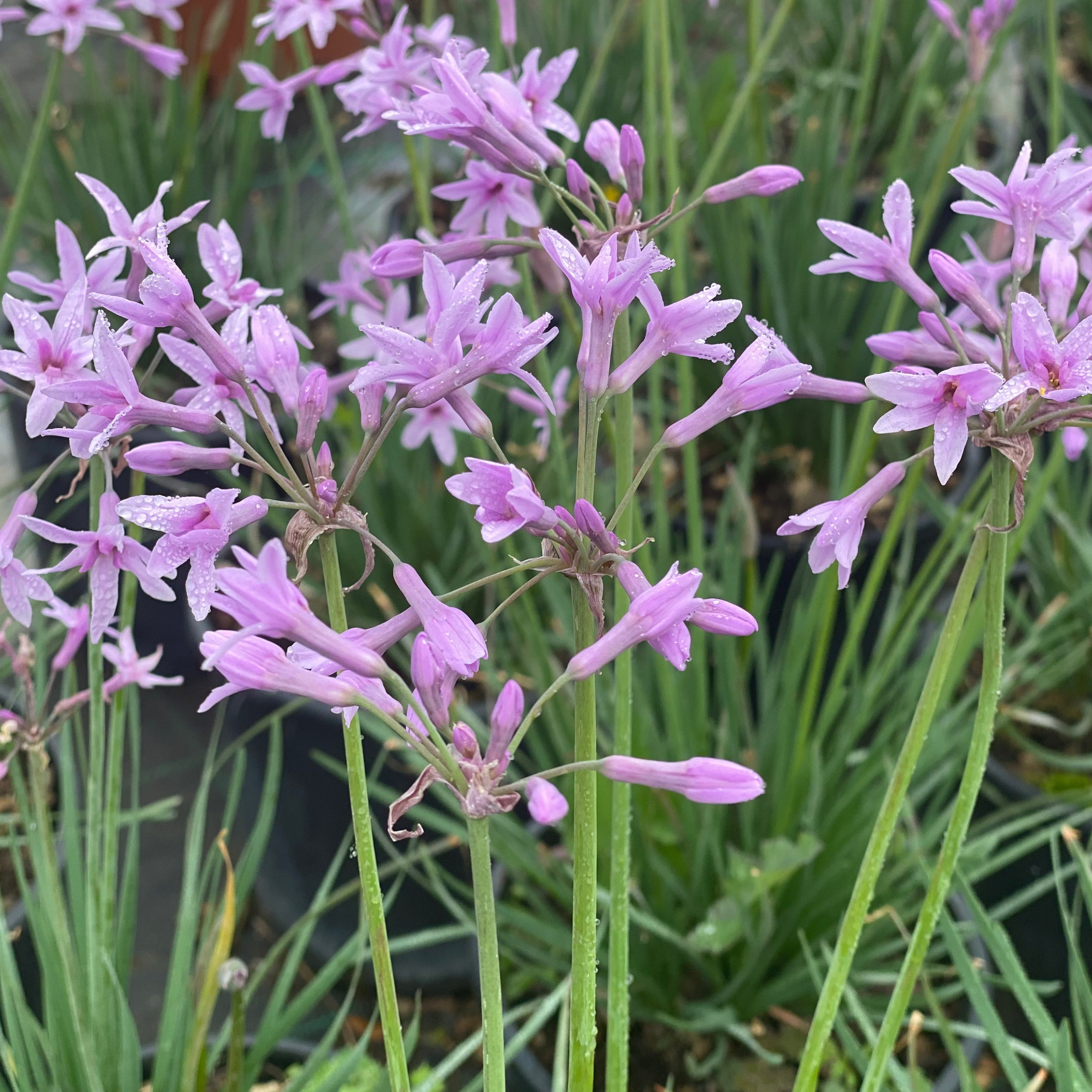 Tulbaghia violacea - aglietti (V16) - Greenshop