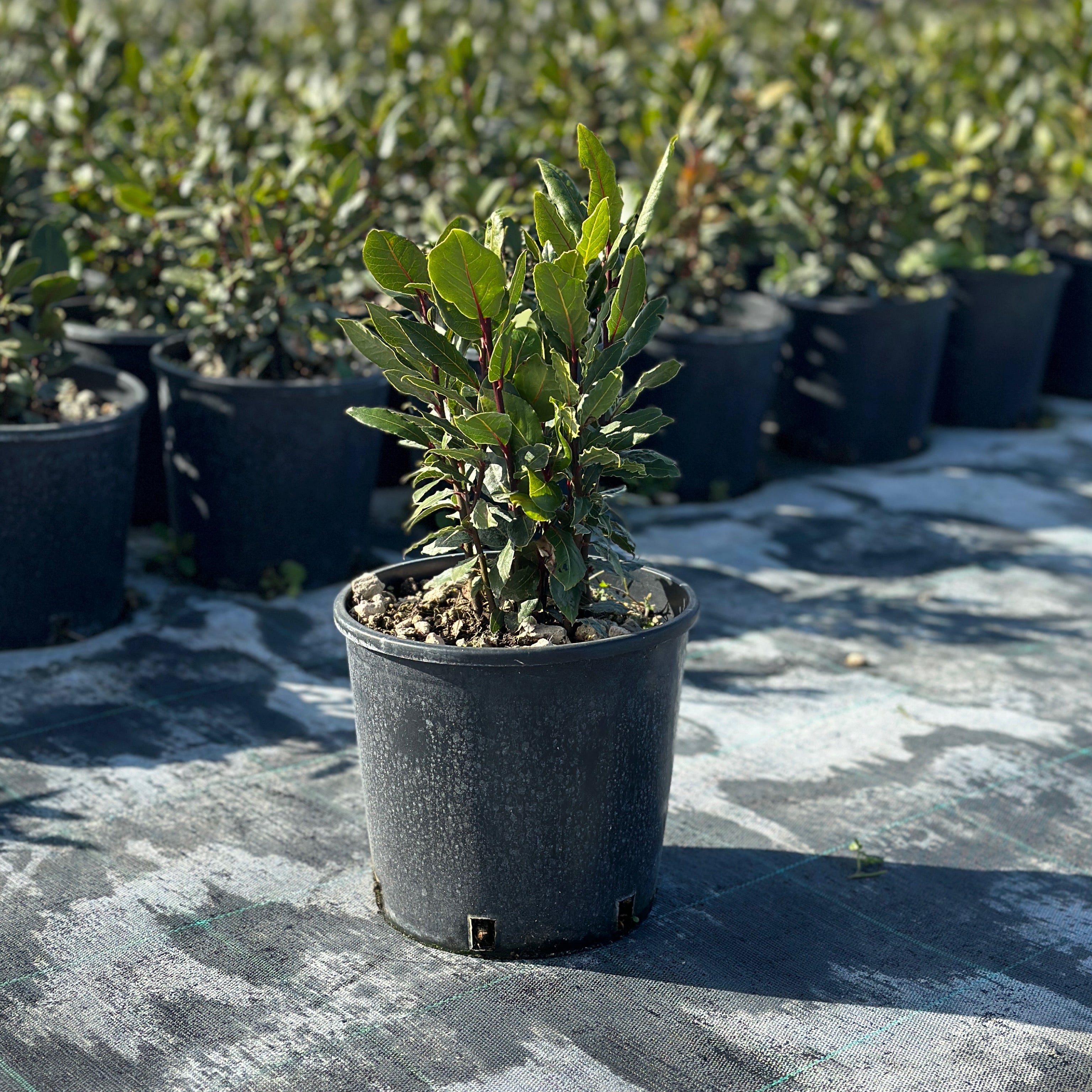 Alloro - Laurus nobilis (V18) - Greenshop