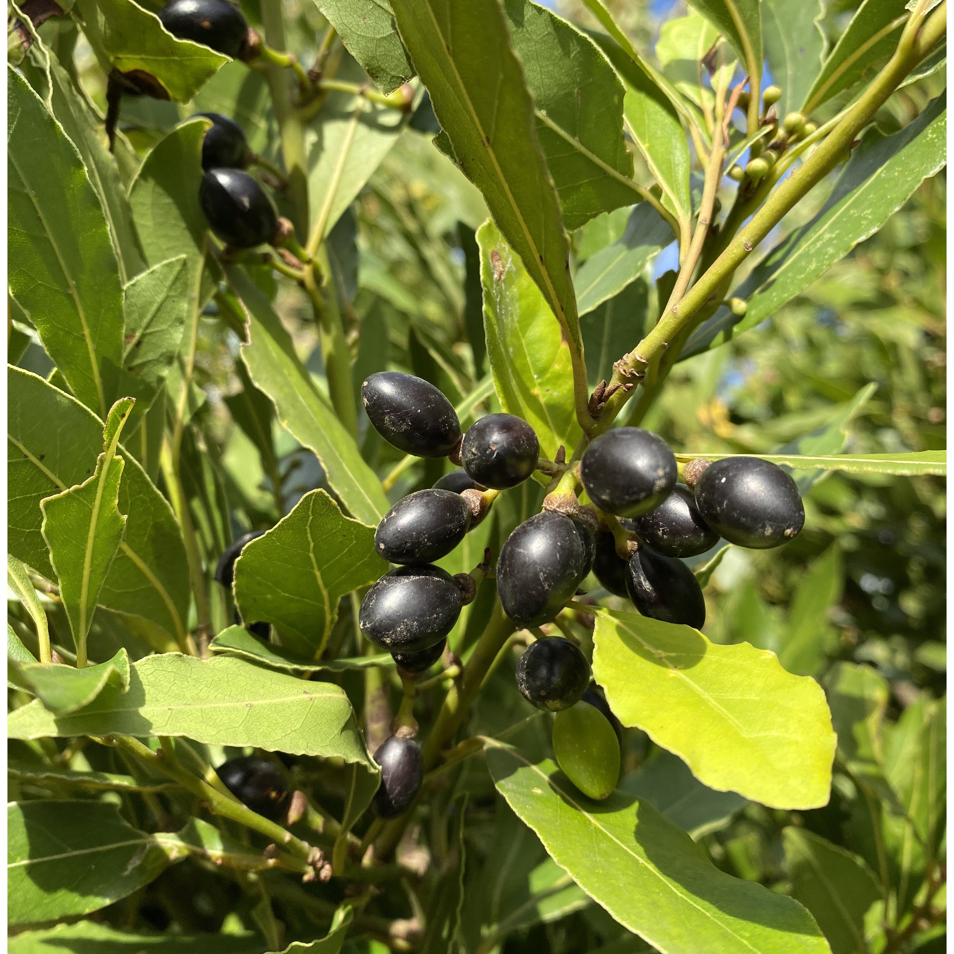 Alloro - Laurus nobilis (V18) - Greenshop