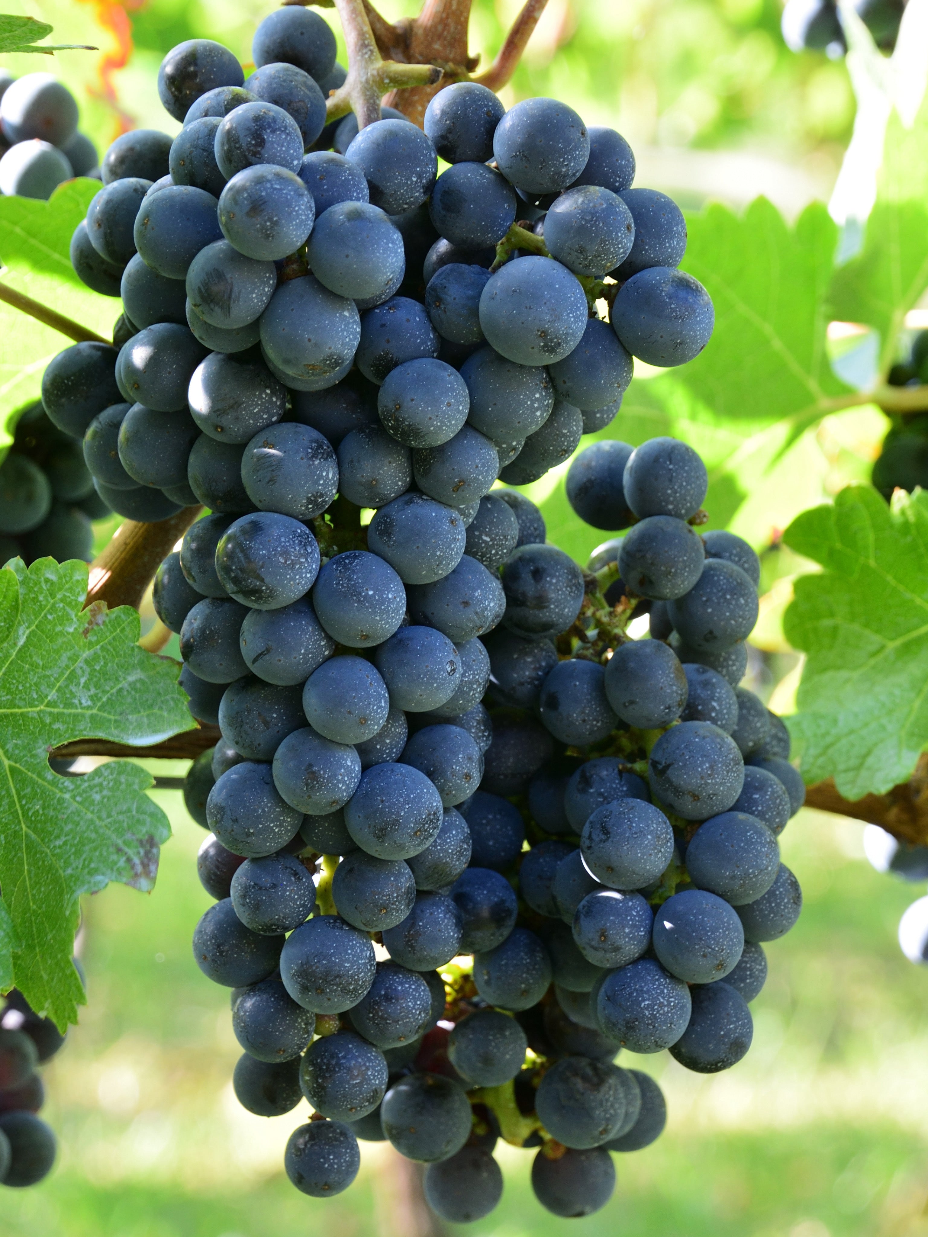 25pz - Barbatelle innestate - Greenshop