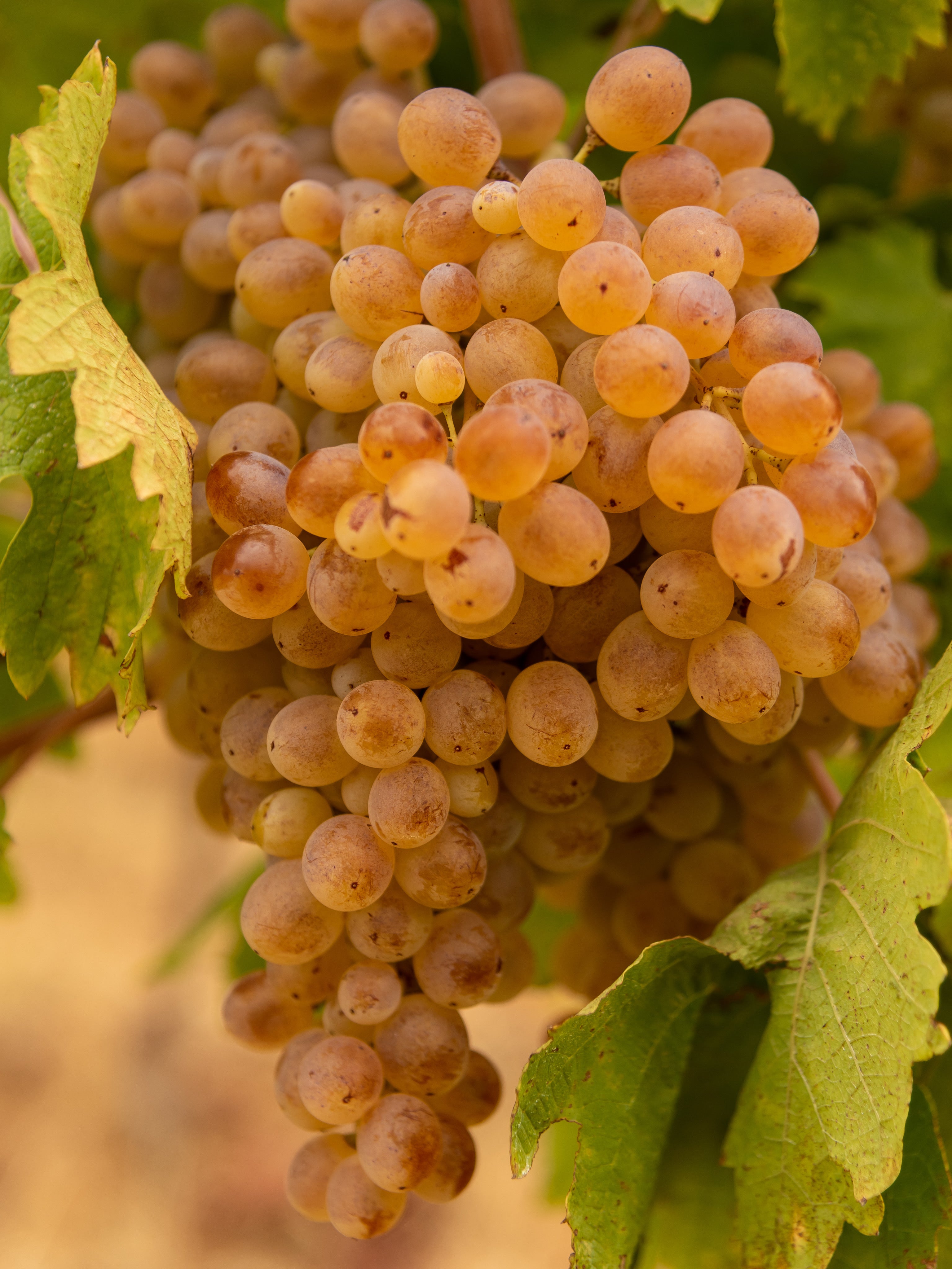 25pz - Barbatelle innestate - Greenshop