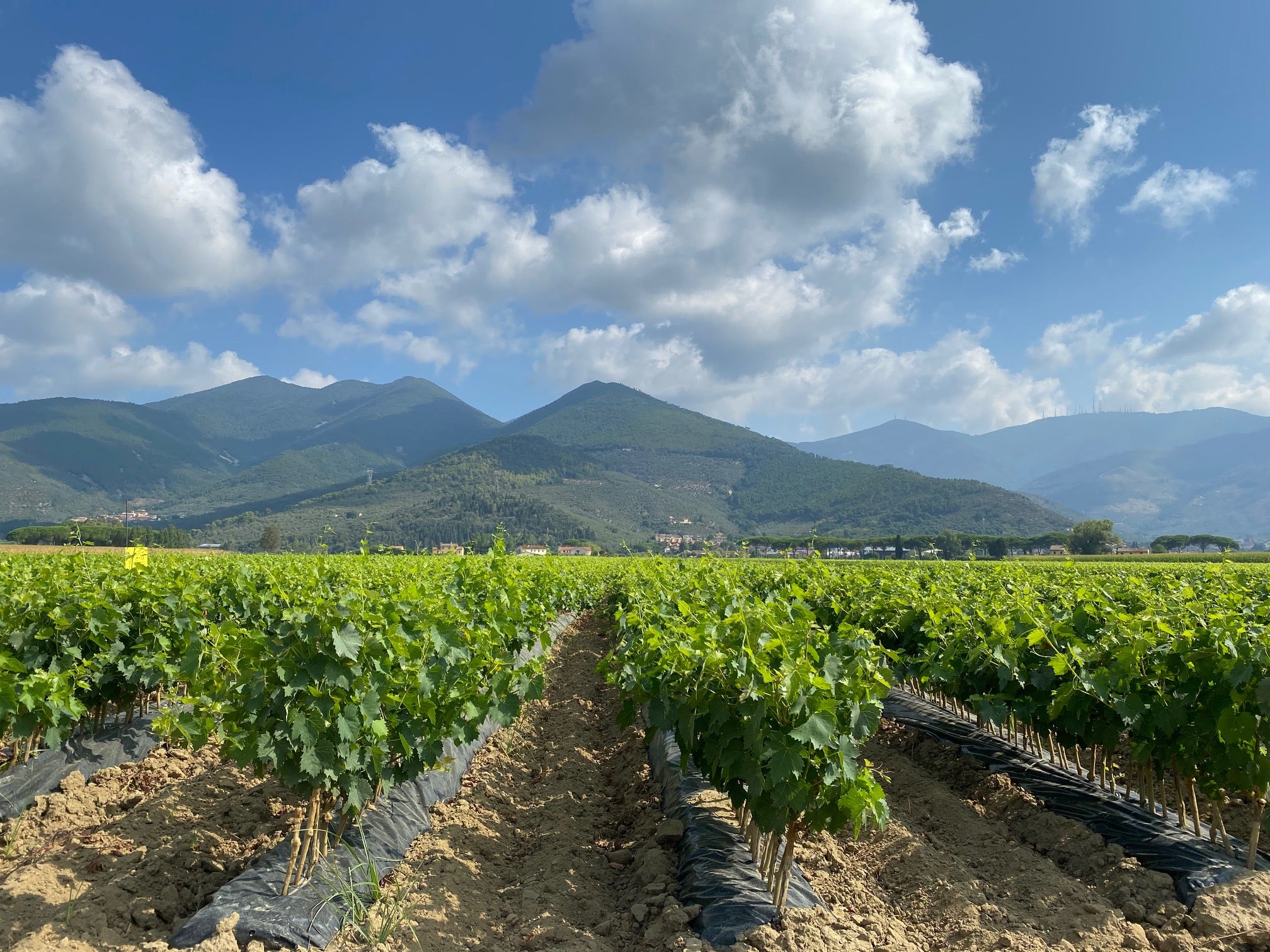 25pz - Barbatelle innestate - Greenshop