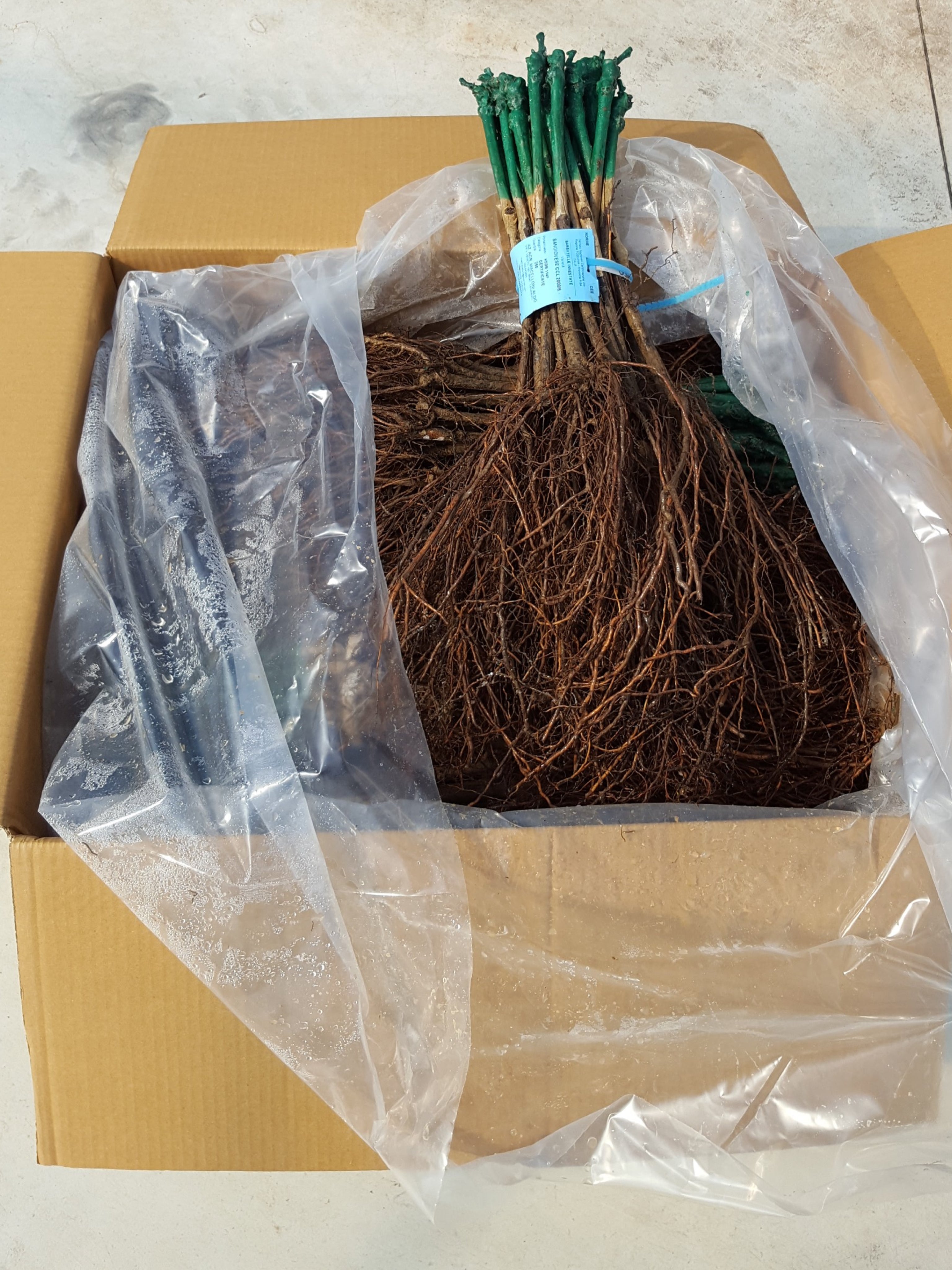 25pz - Barbatelle innestate - Greenshop