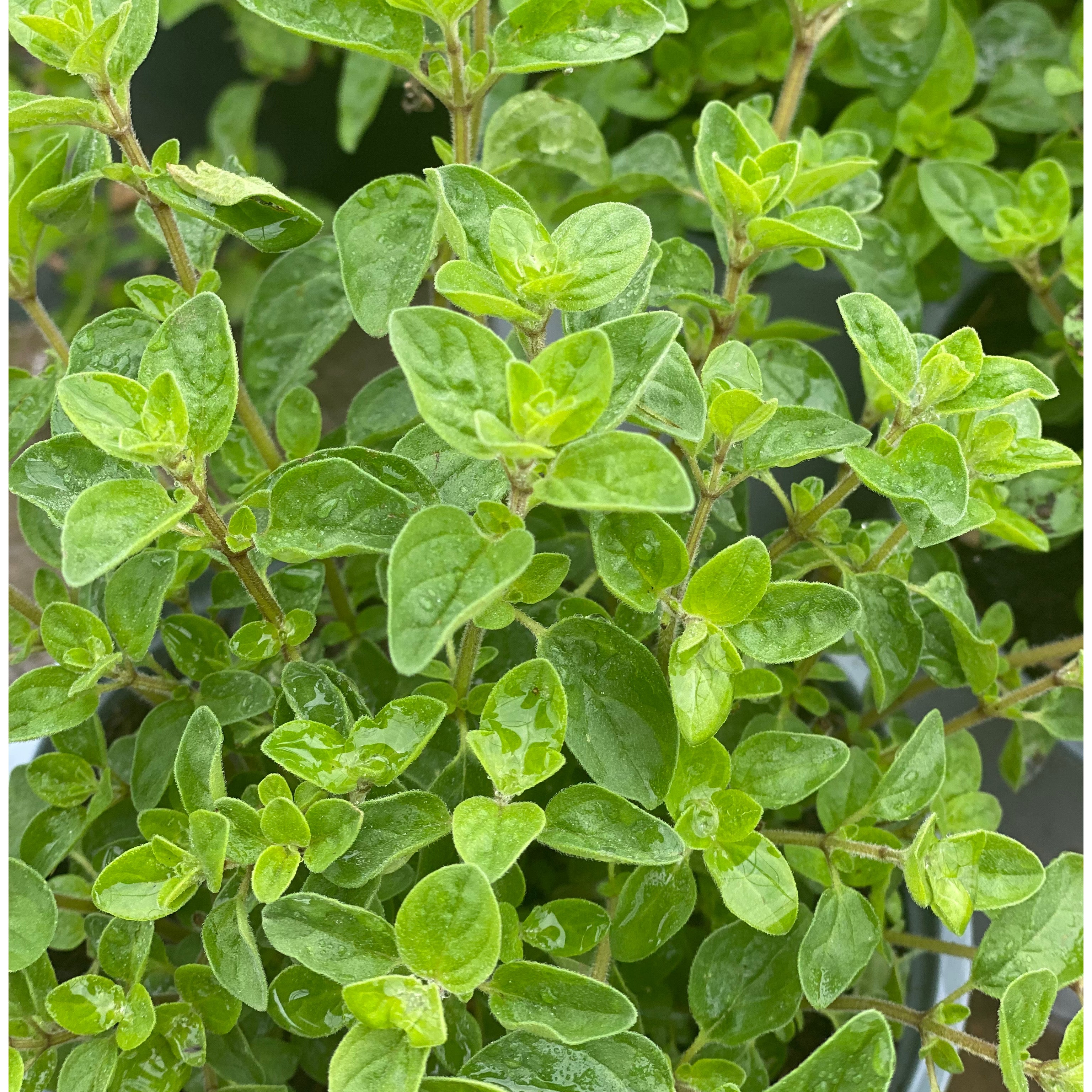 Basilico V14 - Greenshop