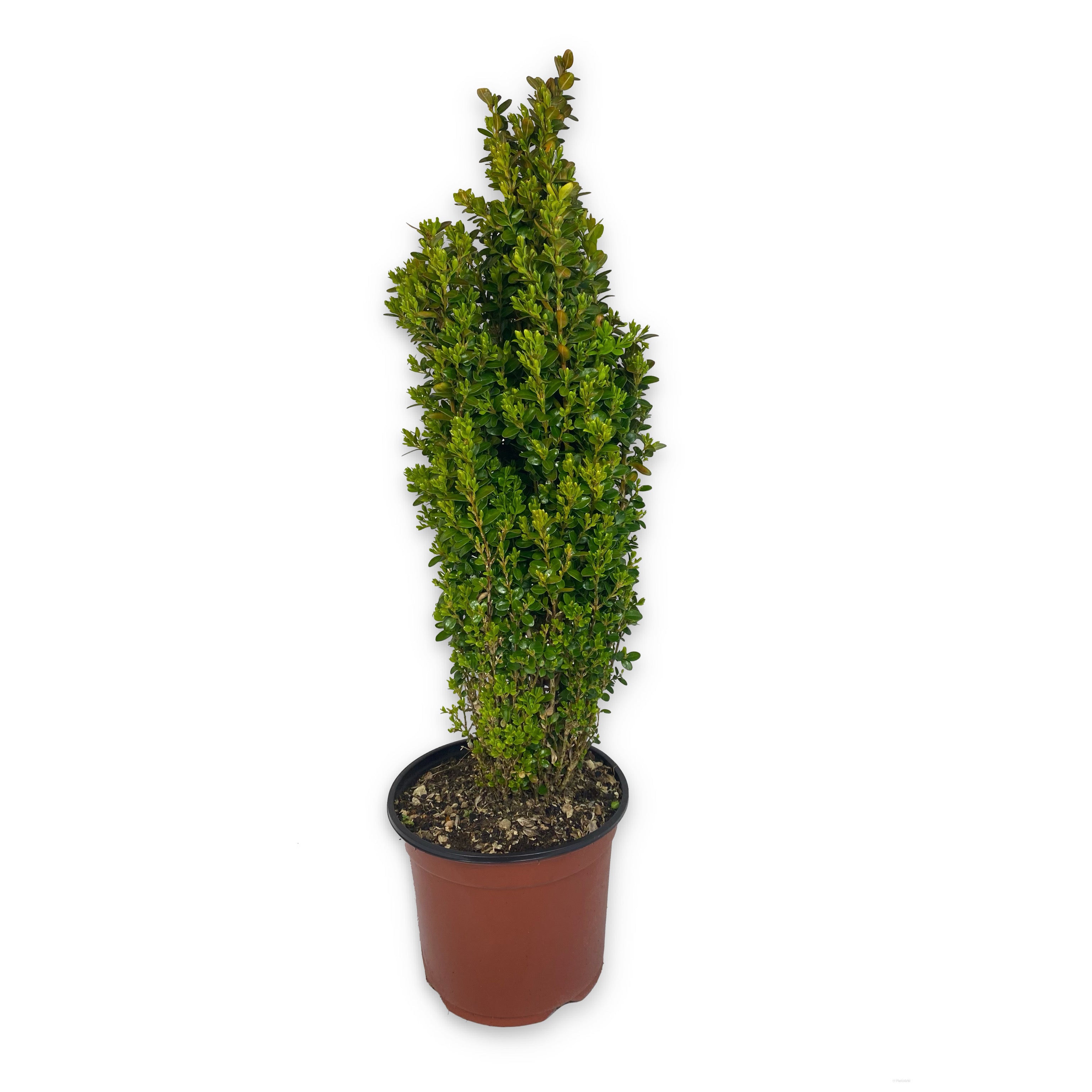 Bosso - Buxus faulkner (V18) - Greenshop