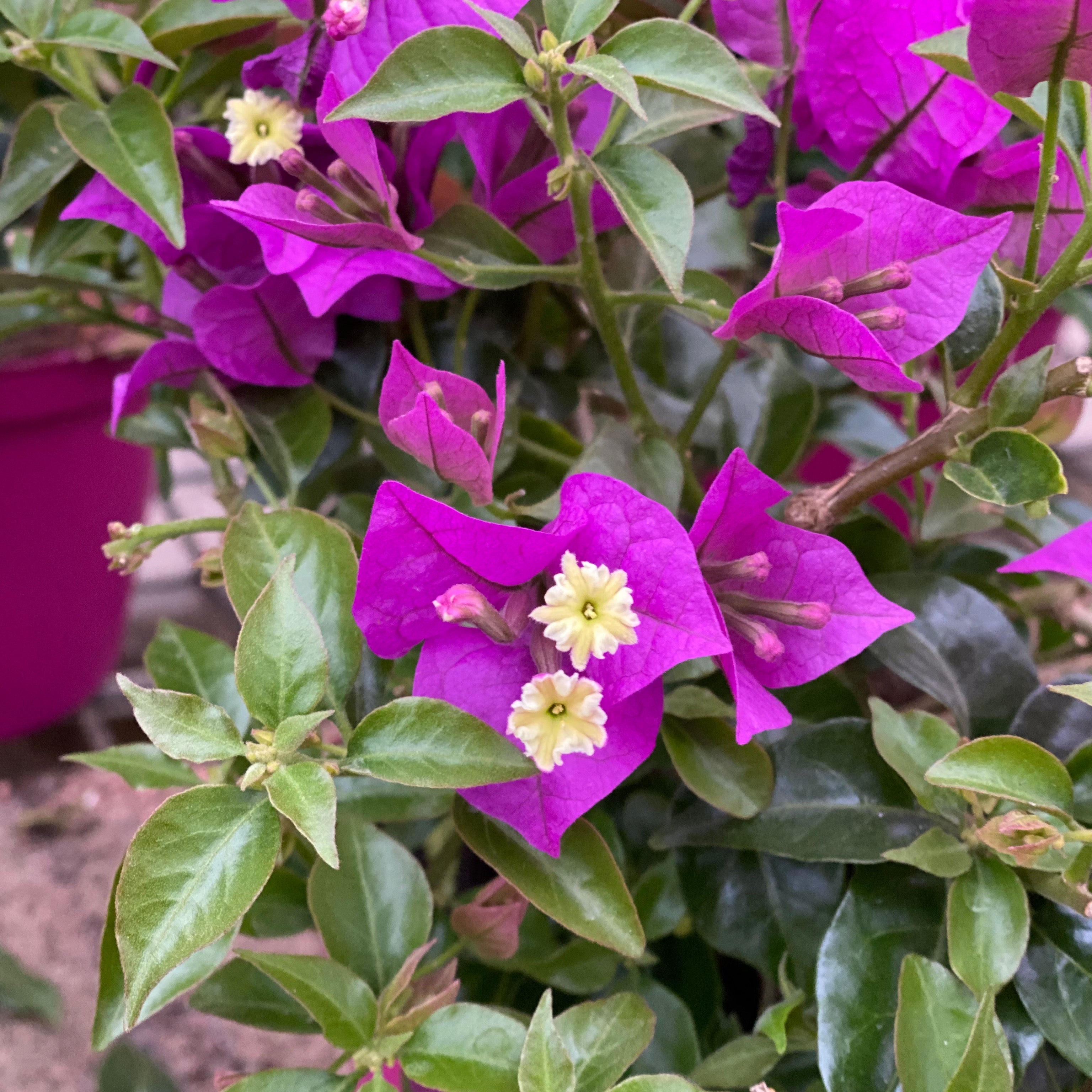 Bouganville (V18) - Greenshop