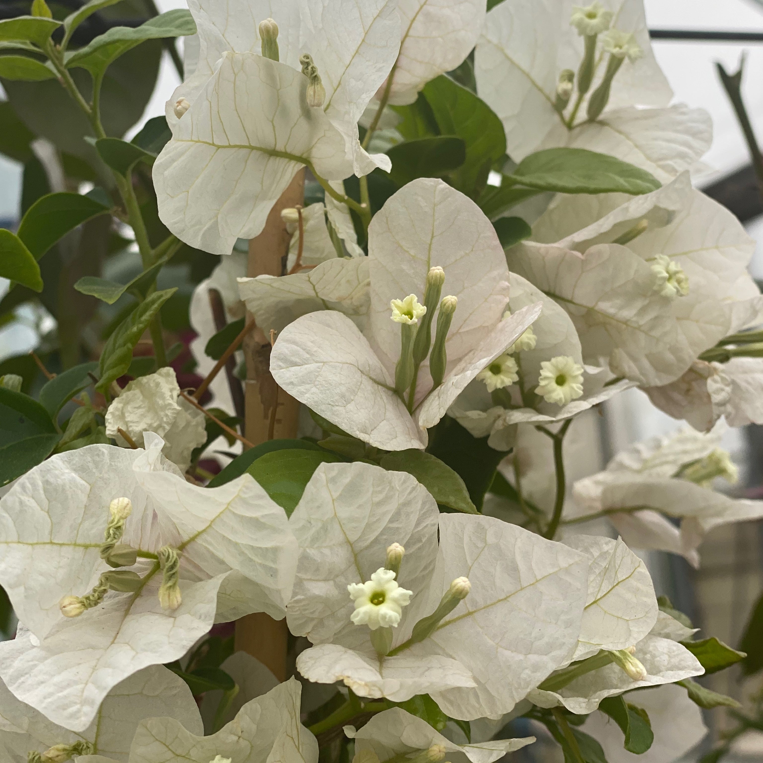 Bouganville (V18) - Greenshop