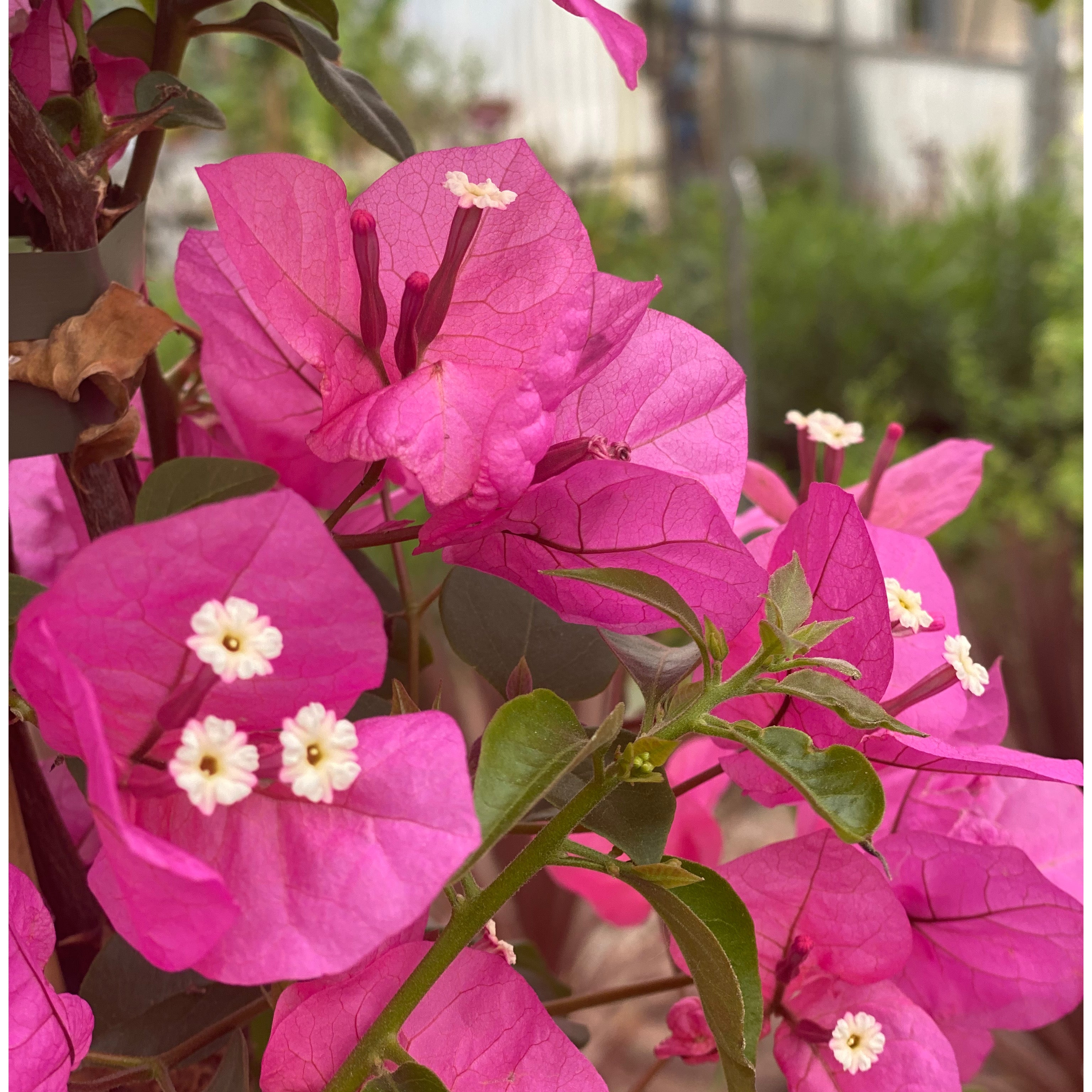 Bouganville (V18) - Greenshop