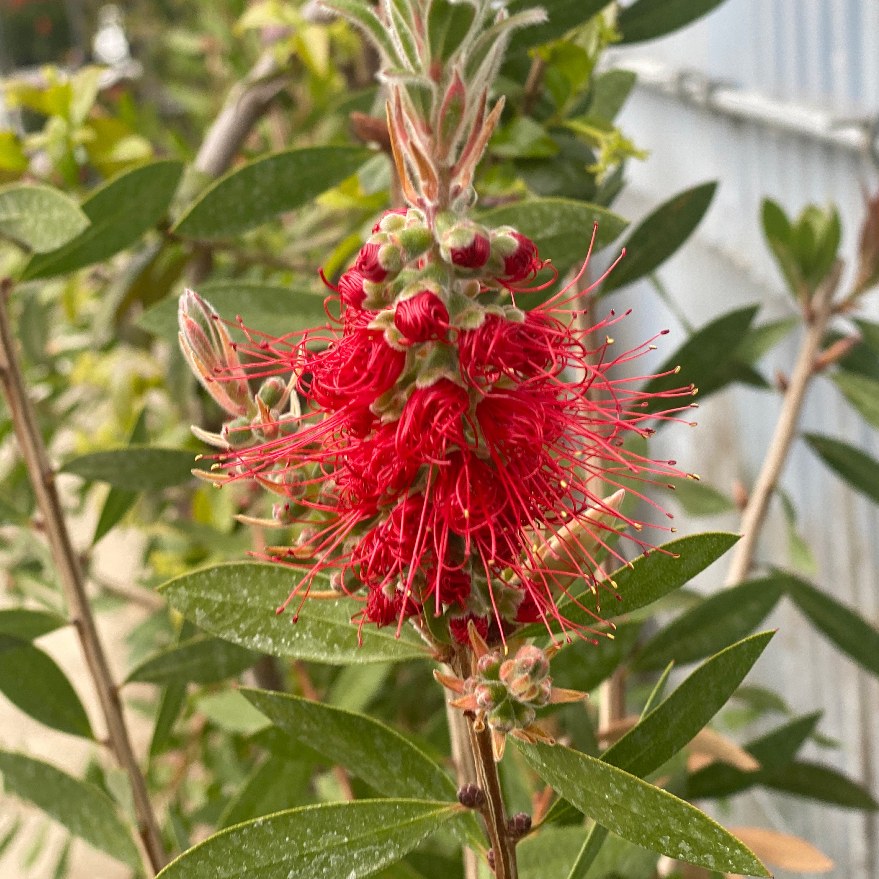 Callistemon leavis - Greenshop