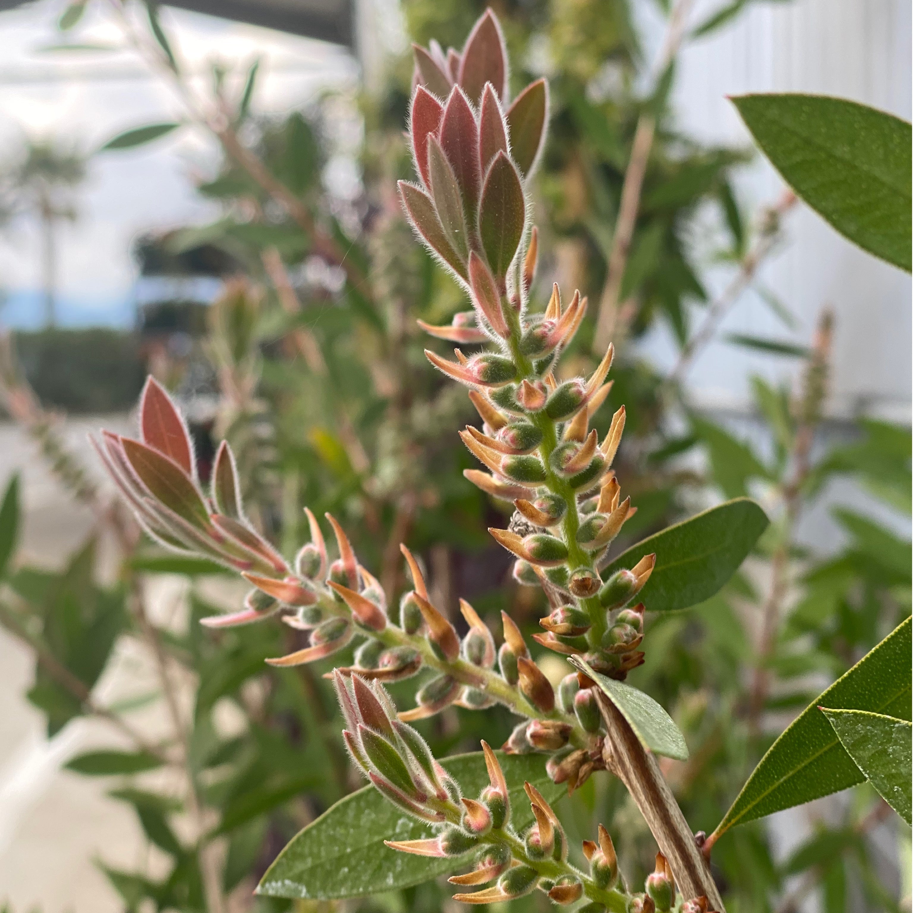 Callistemon leavis - Greenshop