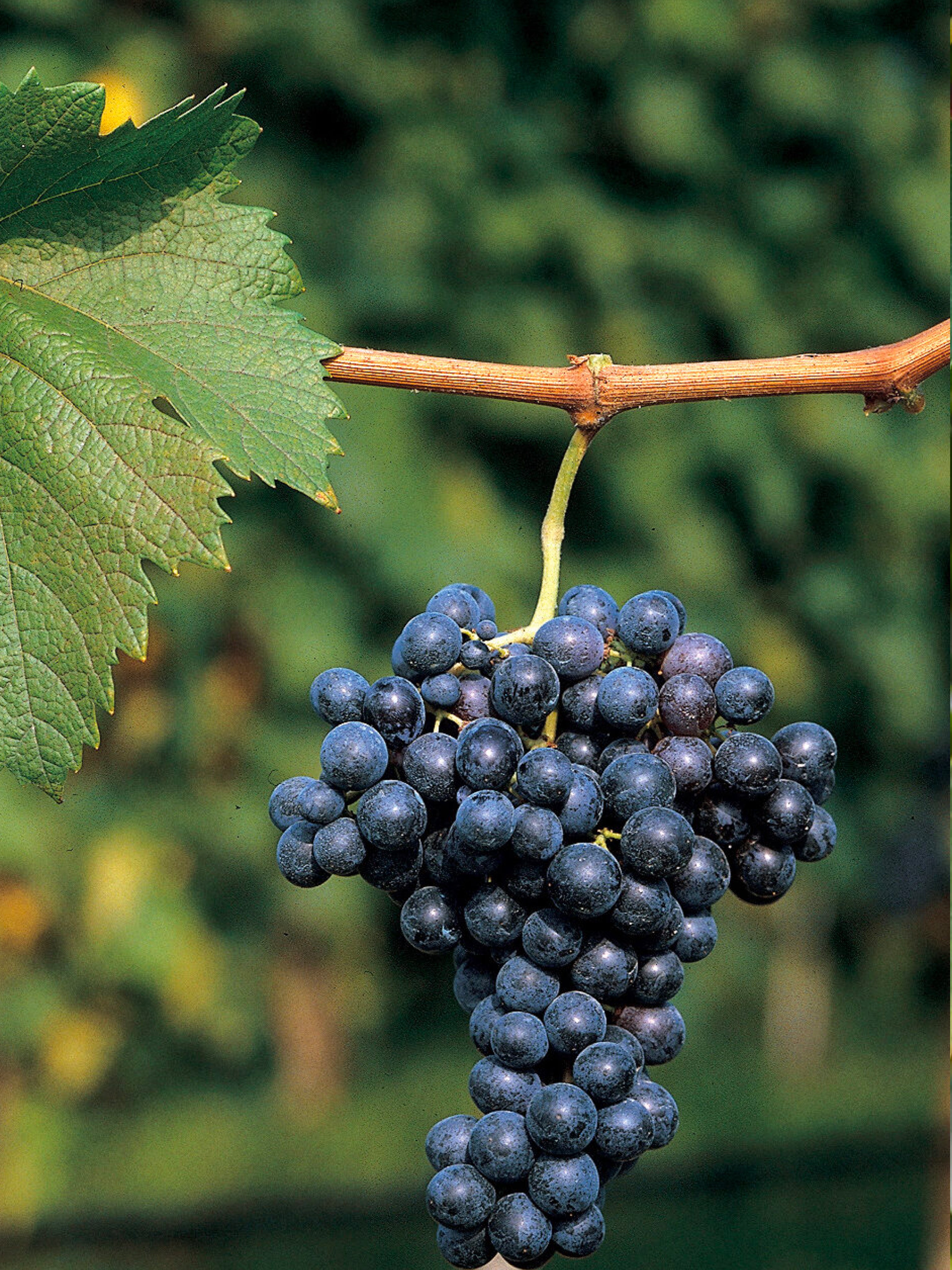 25pz - Barbatelle innestate - Greenshop