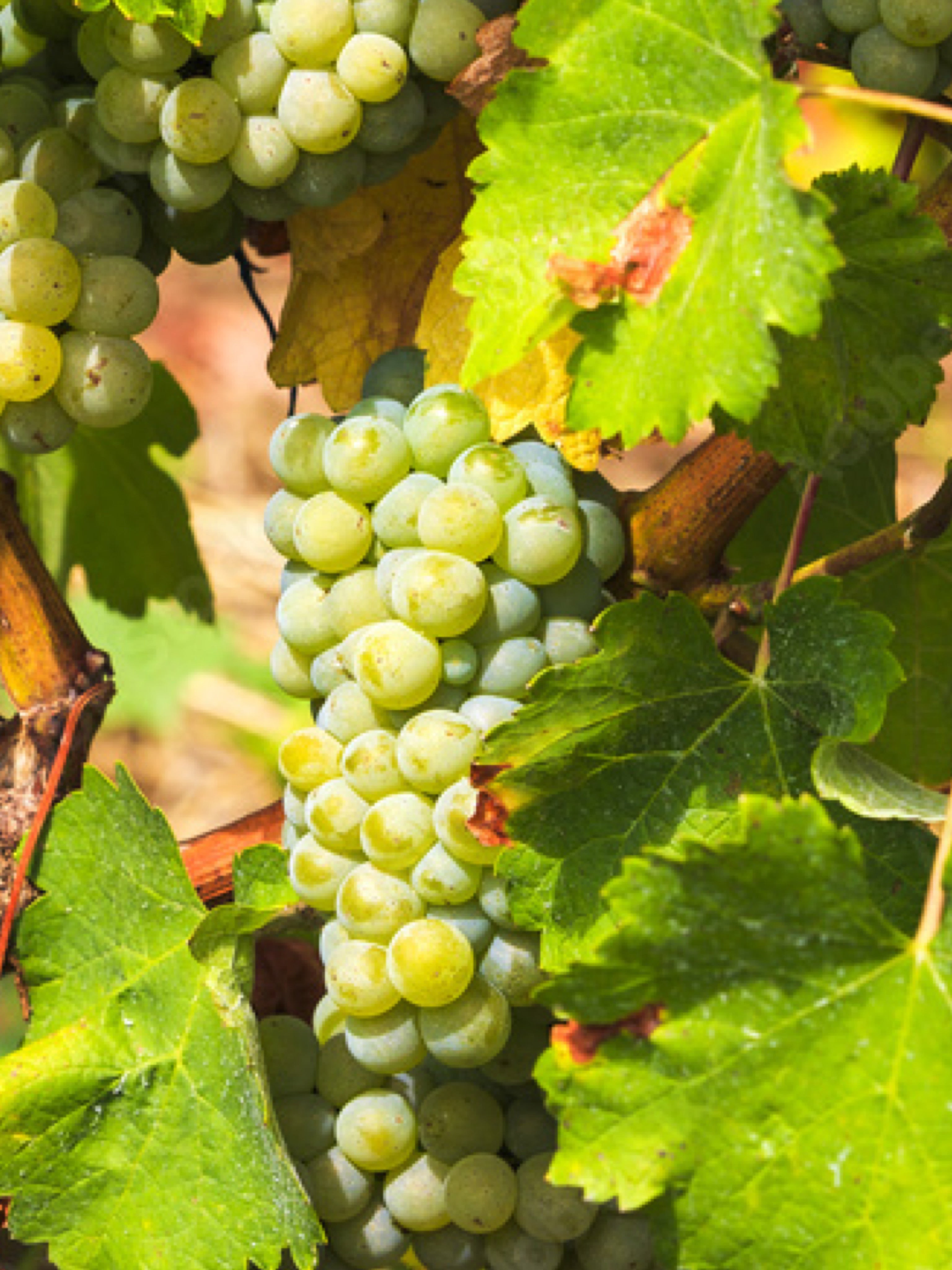 25pz - Barbatelle innestate - Greenshop