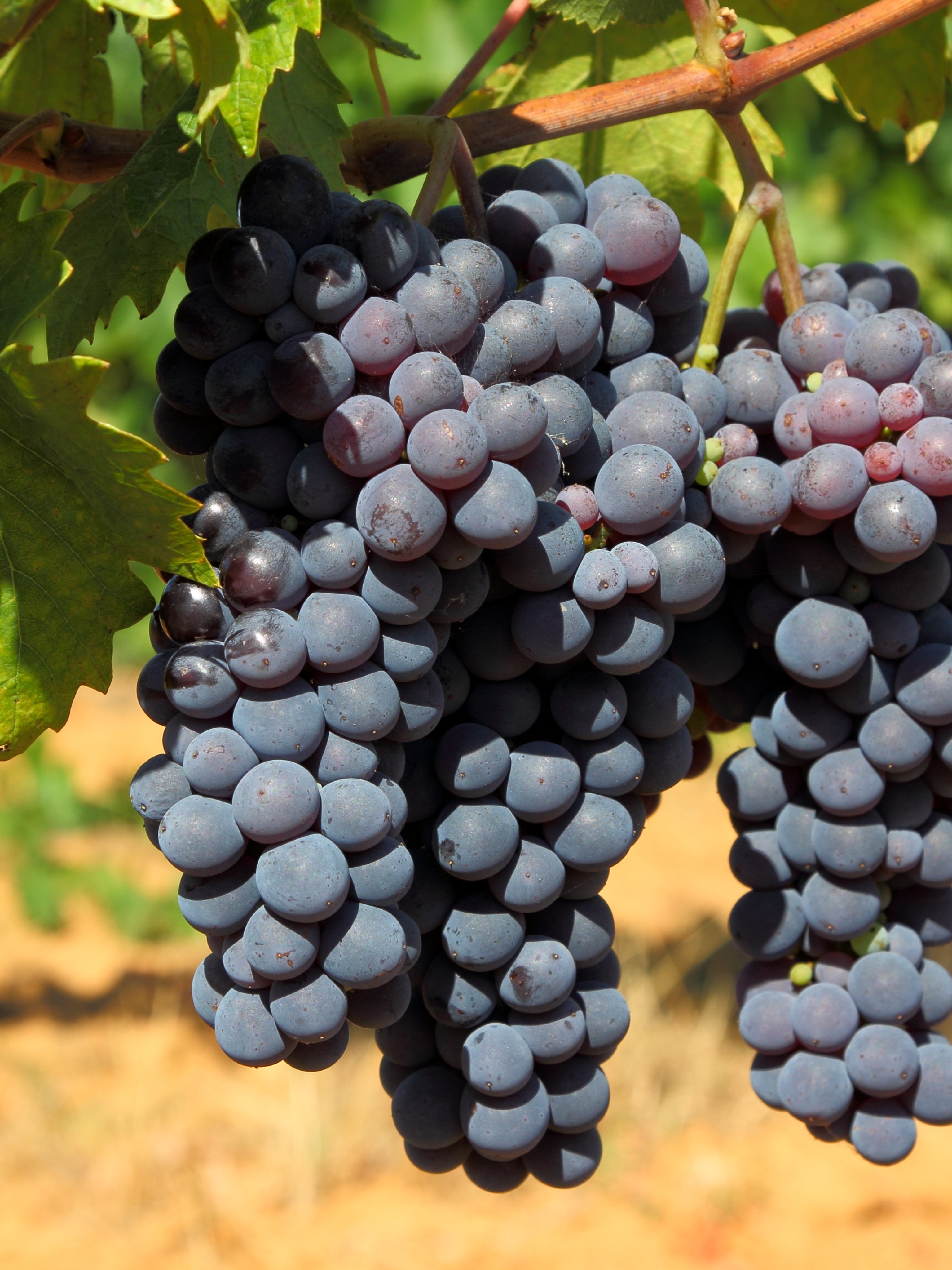 25pz - Barbatelle innestate - Greenshop