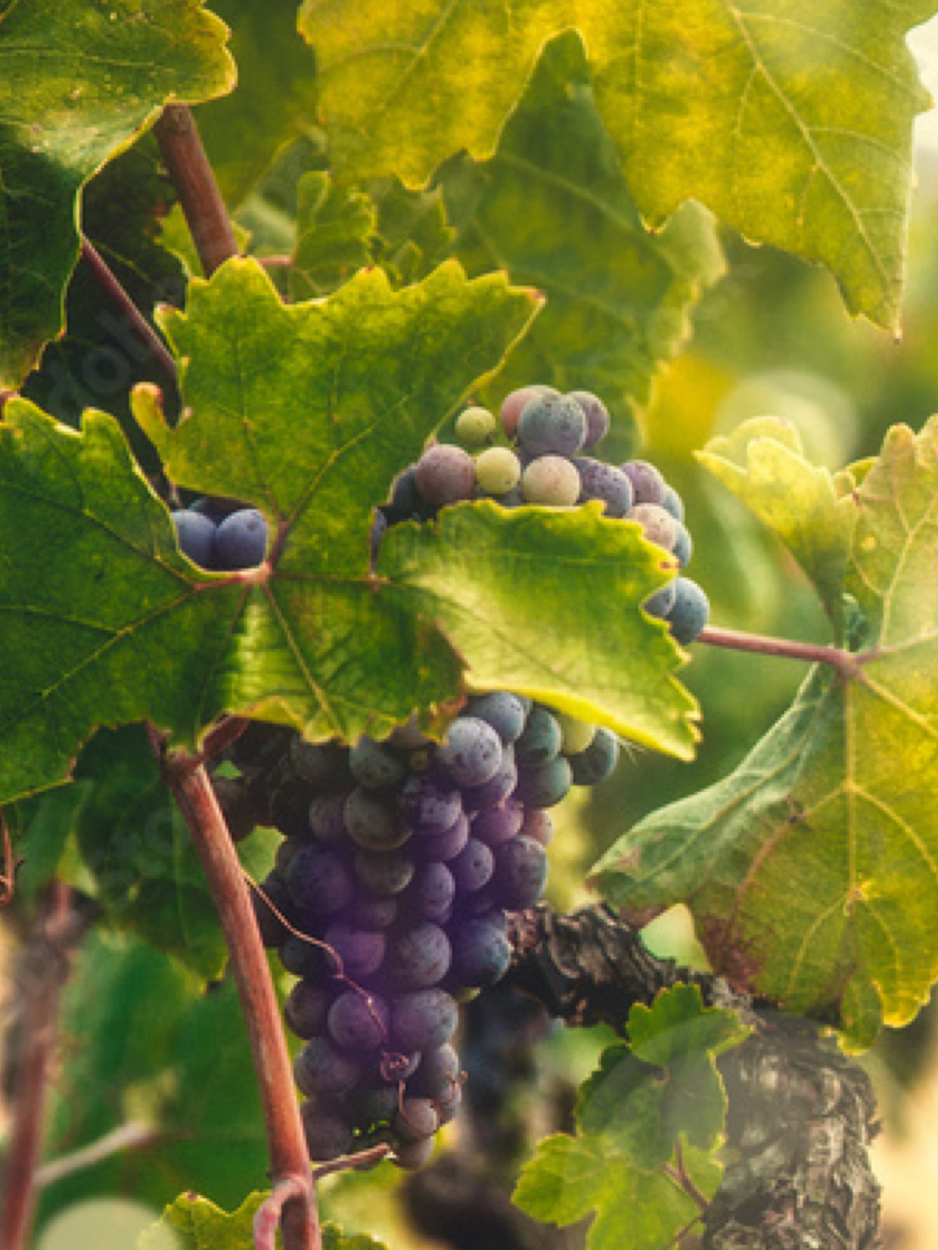 25pz - Barbatelle innestate - Greenshop