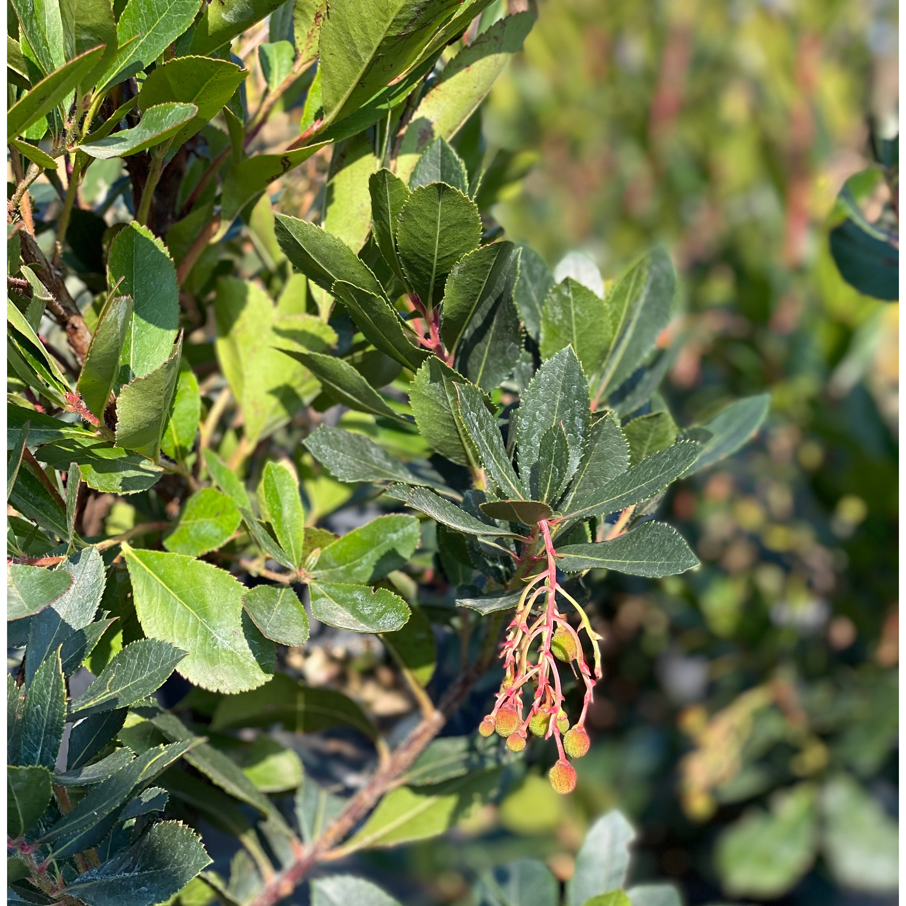 Corbezzolo - Arbutus unedo (V18) - Greenshop