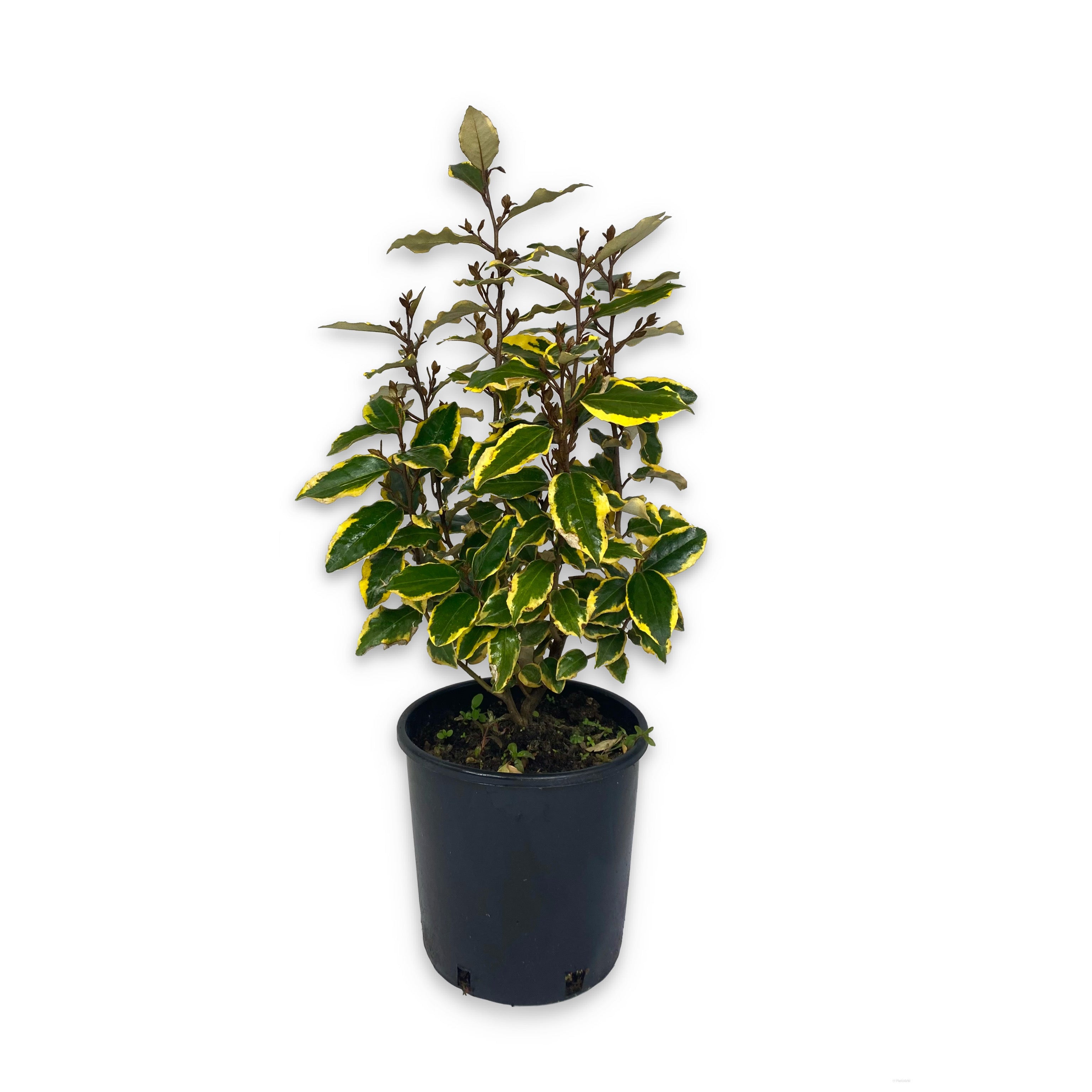 Eleagnus variegato - limelight (V18) - Greenshop