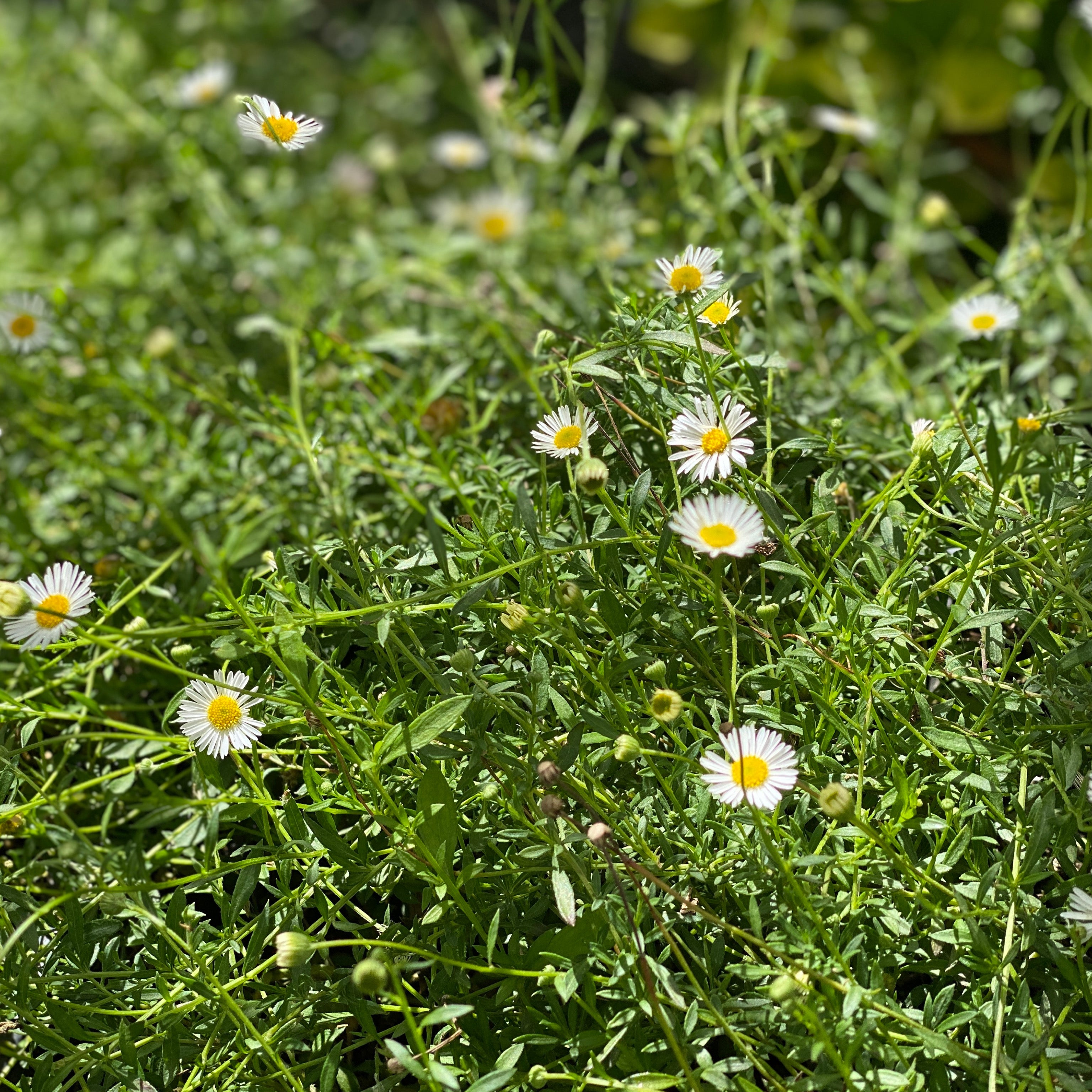 Erigeron karvinskianus (V7) - Greenshop
