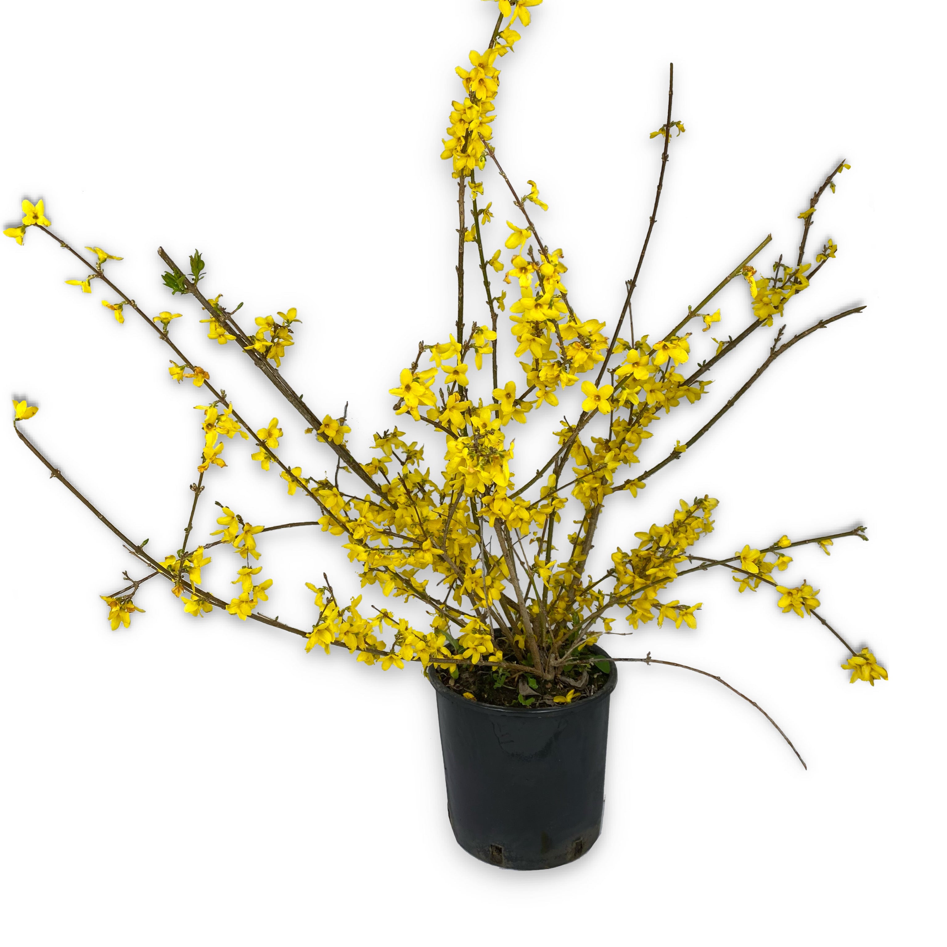 Forsythia (V18) - Greenshop