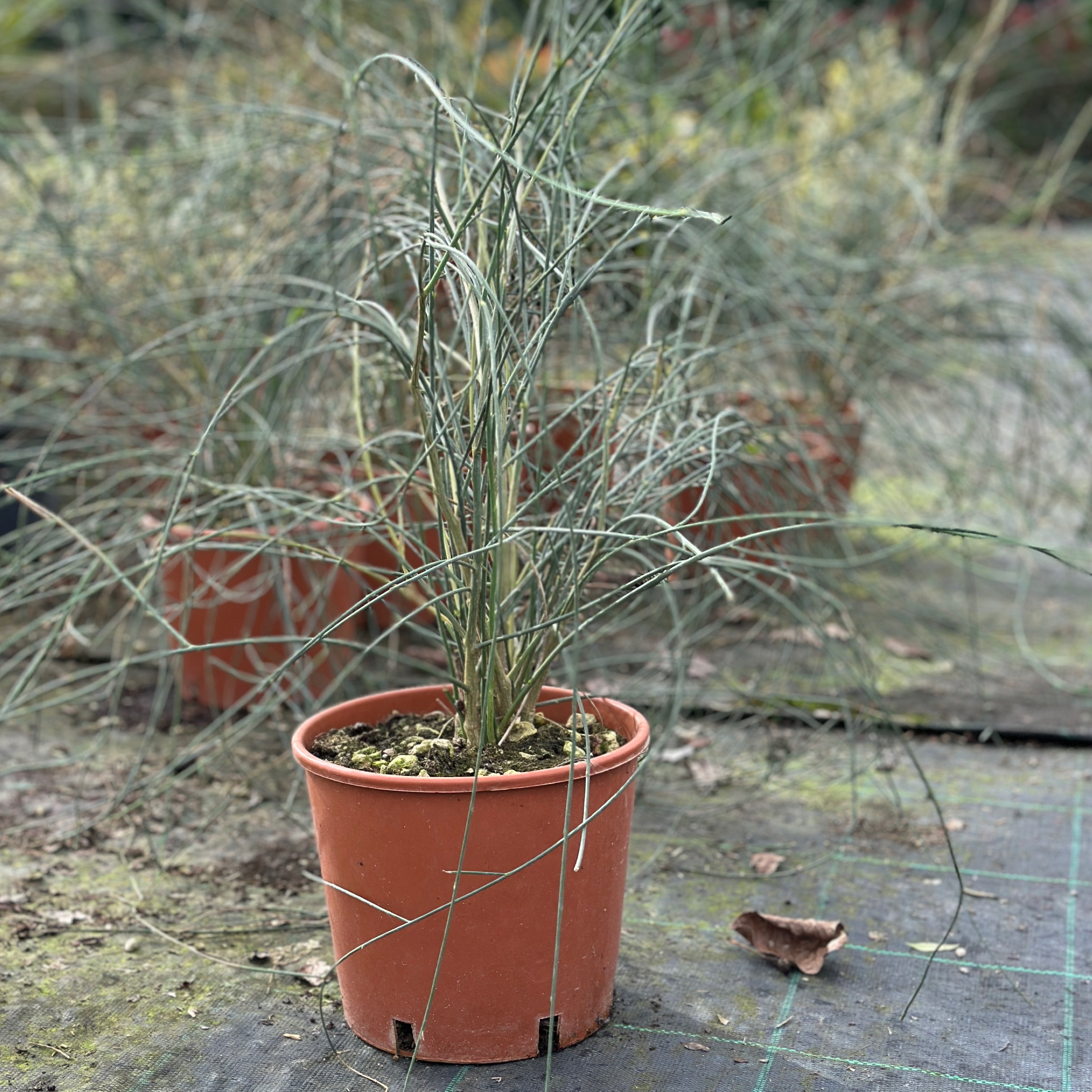 Ginestra - Spartium junceum (V18) - Greenshop