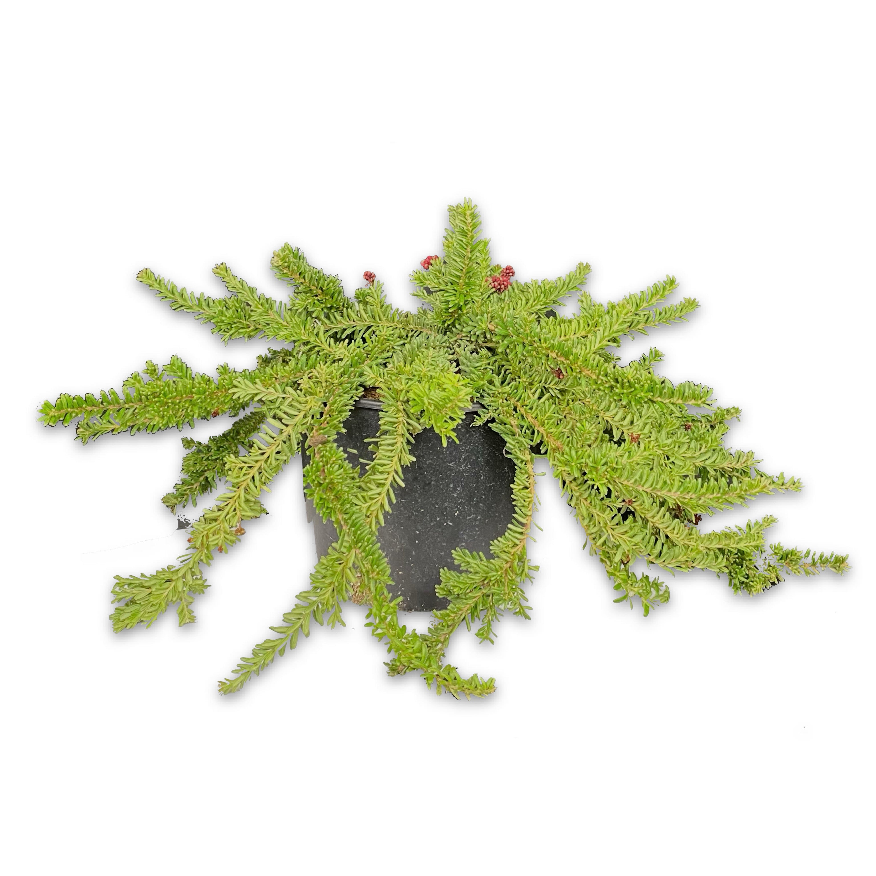 Grevillea Tamboritha (V18) - Greenshop