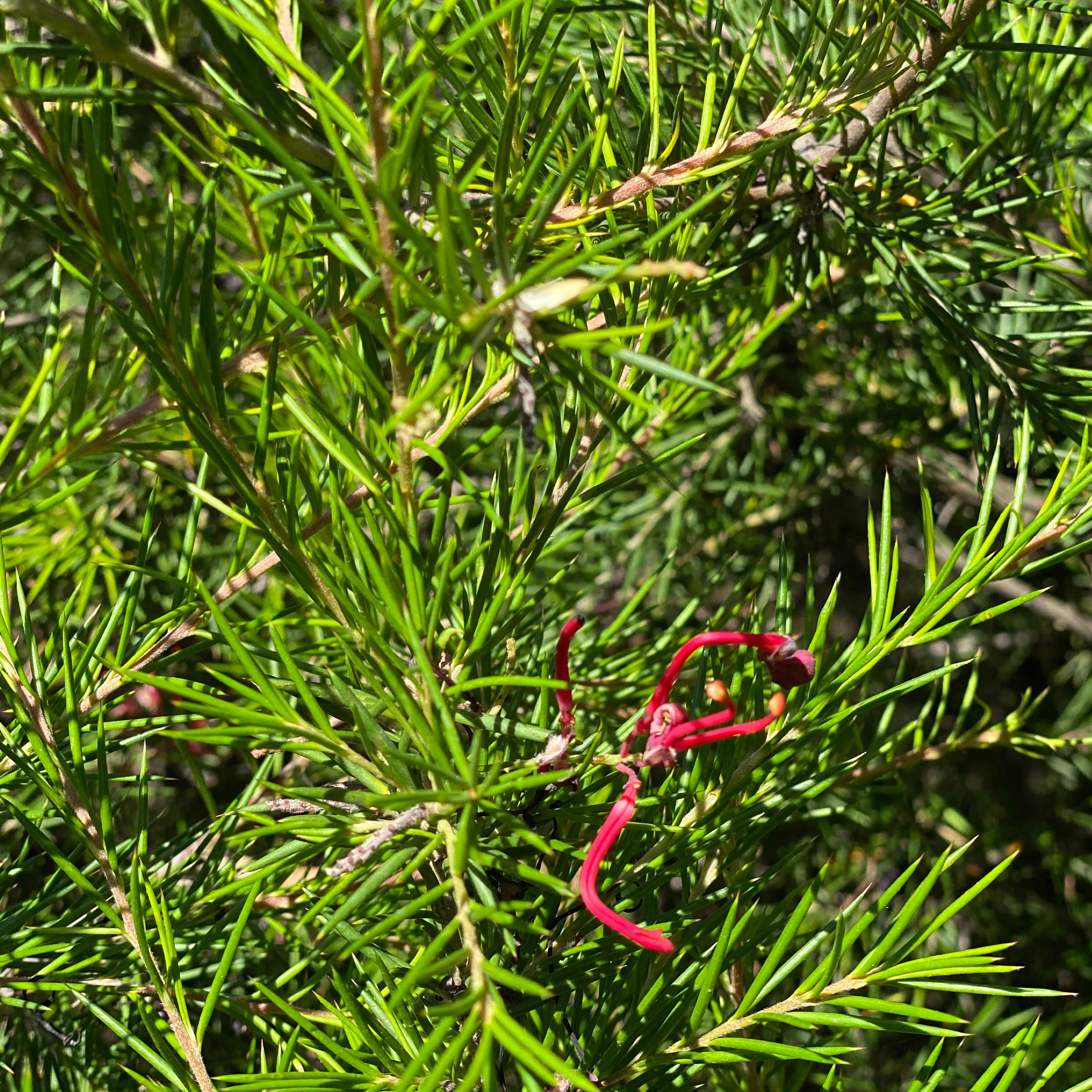 Grevillea juniperina (V18) - Greenshop