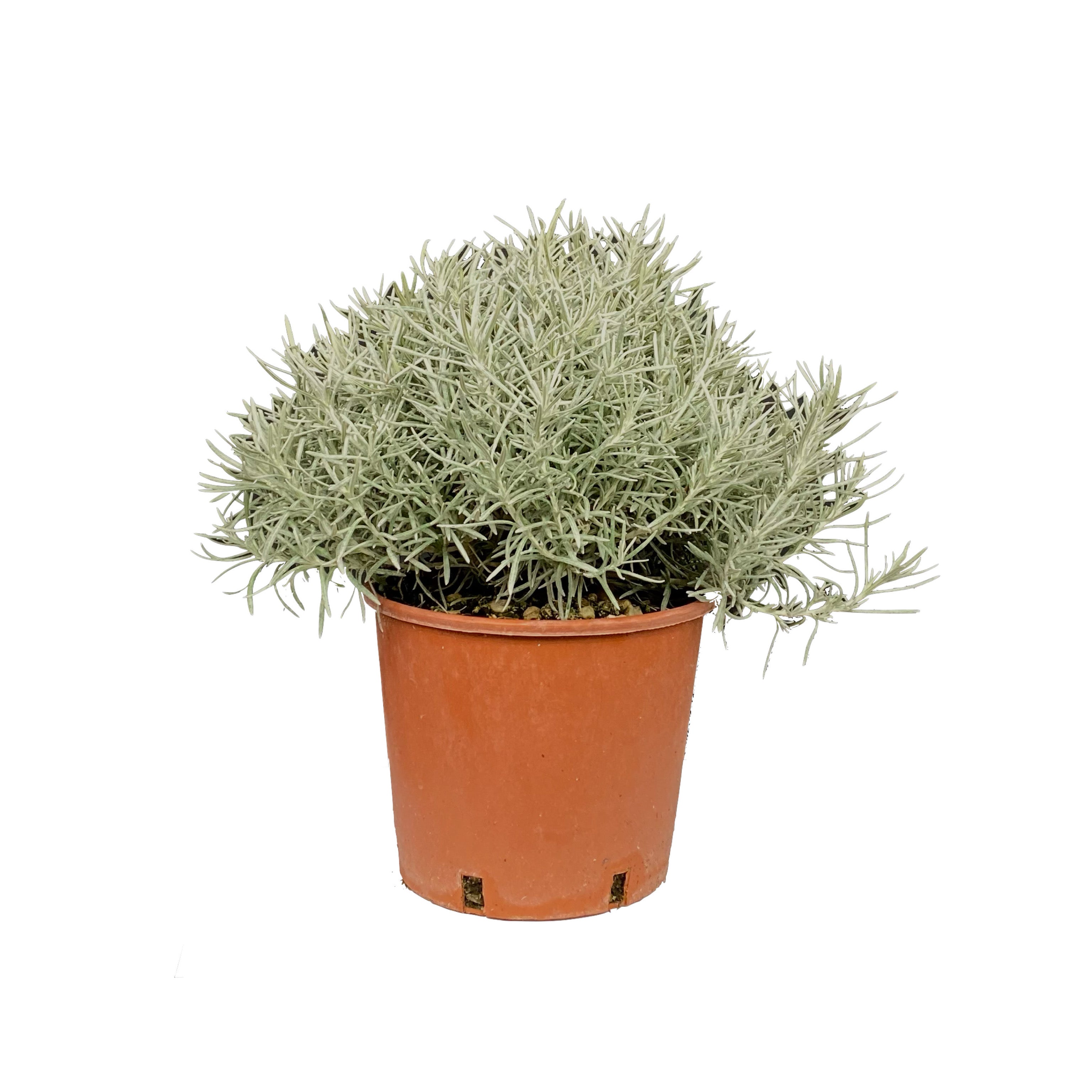 Helicrisum italicum (V18) - Greenshop