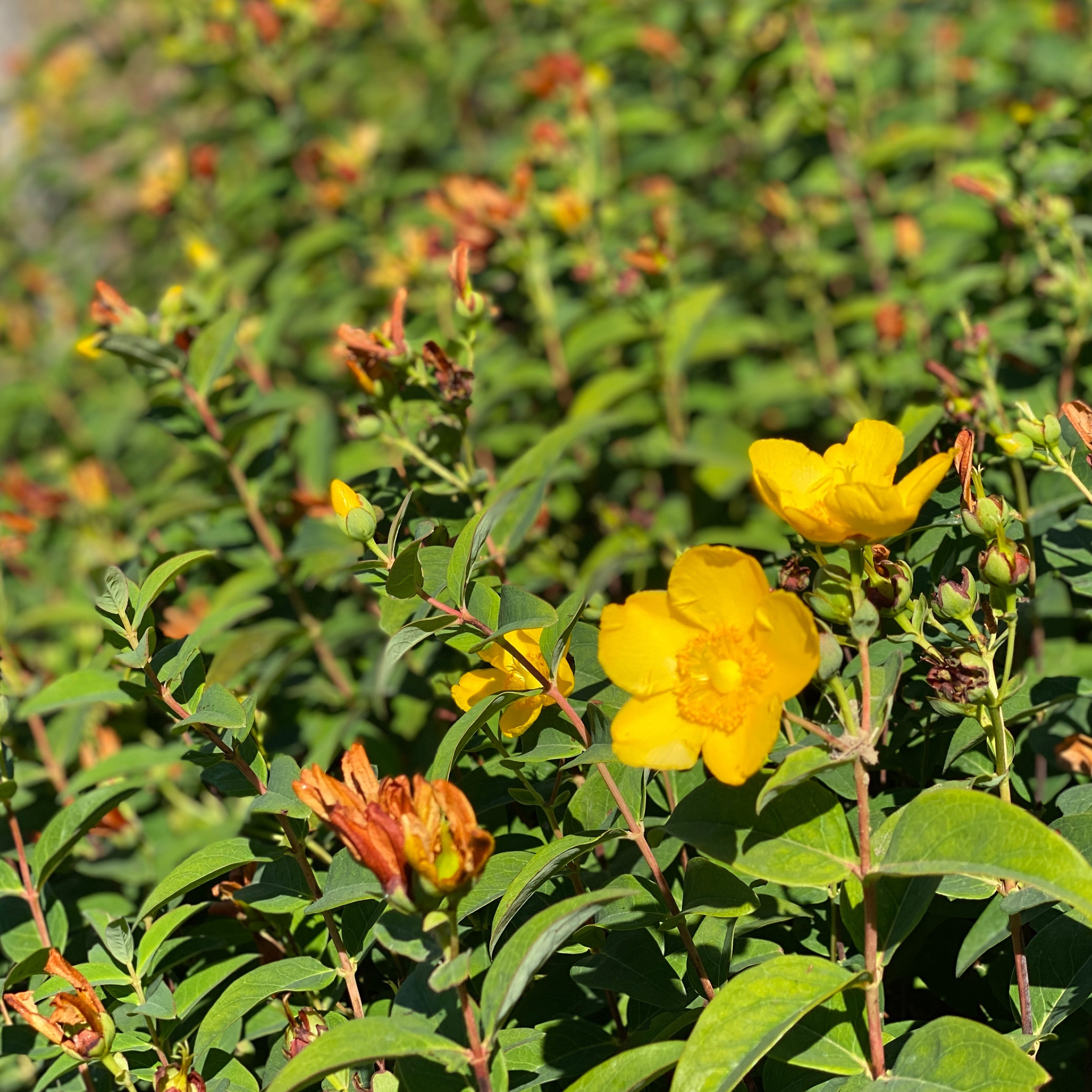 Hypericum (V18) - Greenshop