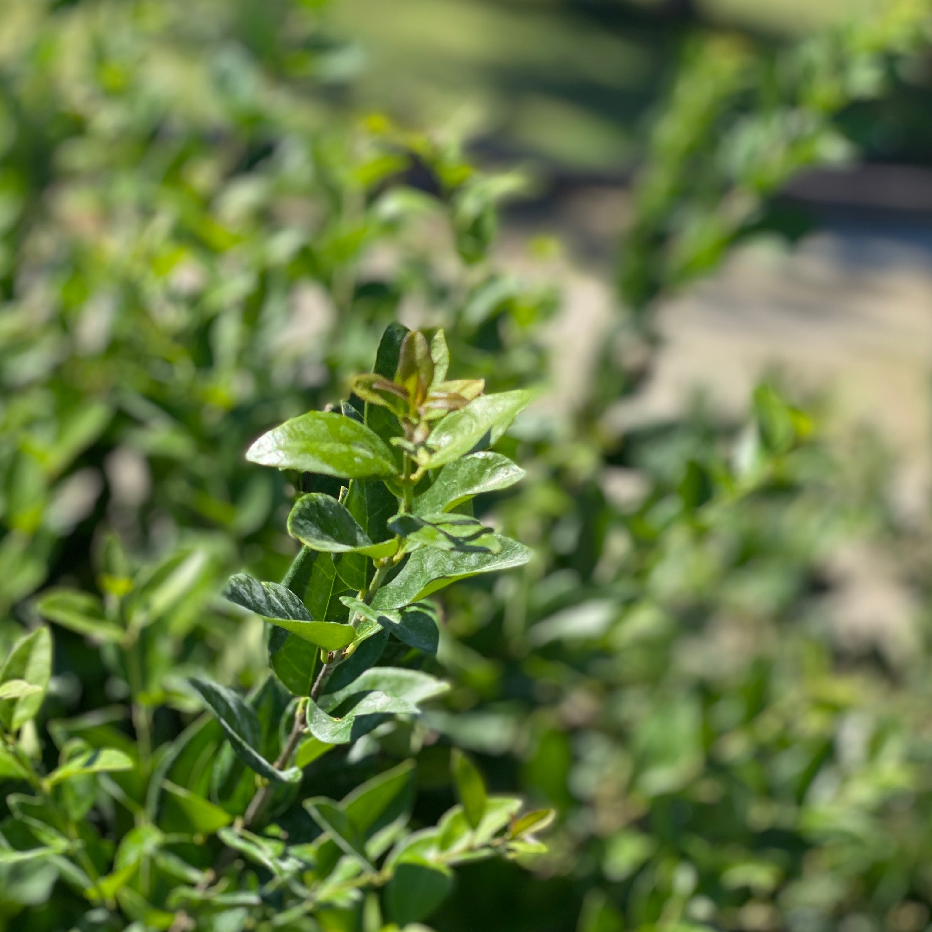 Ligustrum texanum (V18) - Greenshop