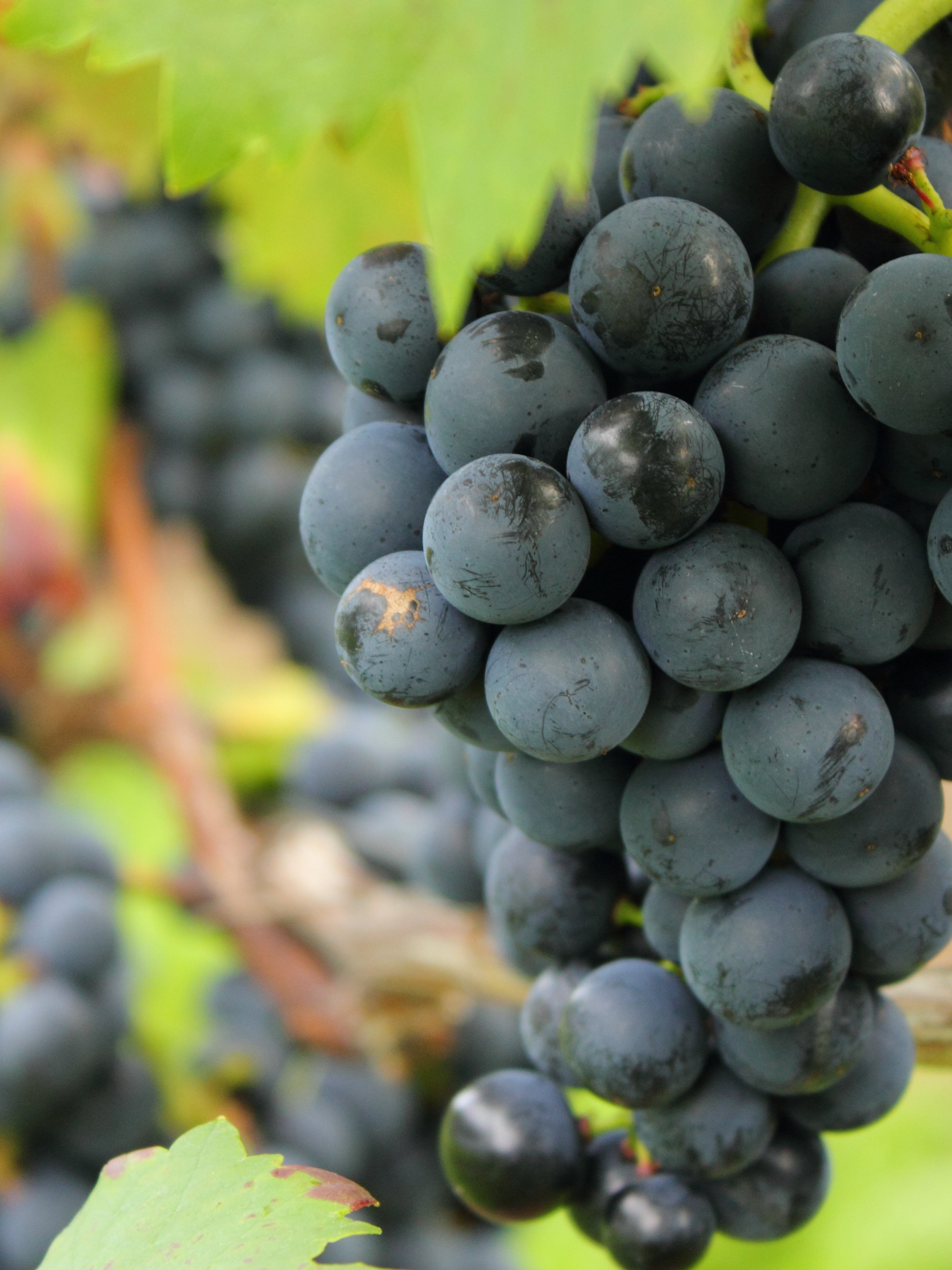 25pz - Barbatelle innestate - Greenshop