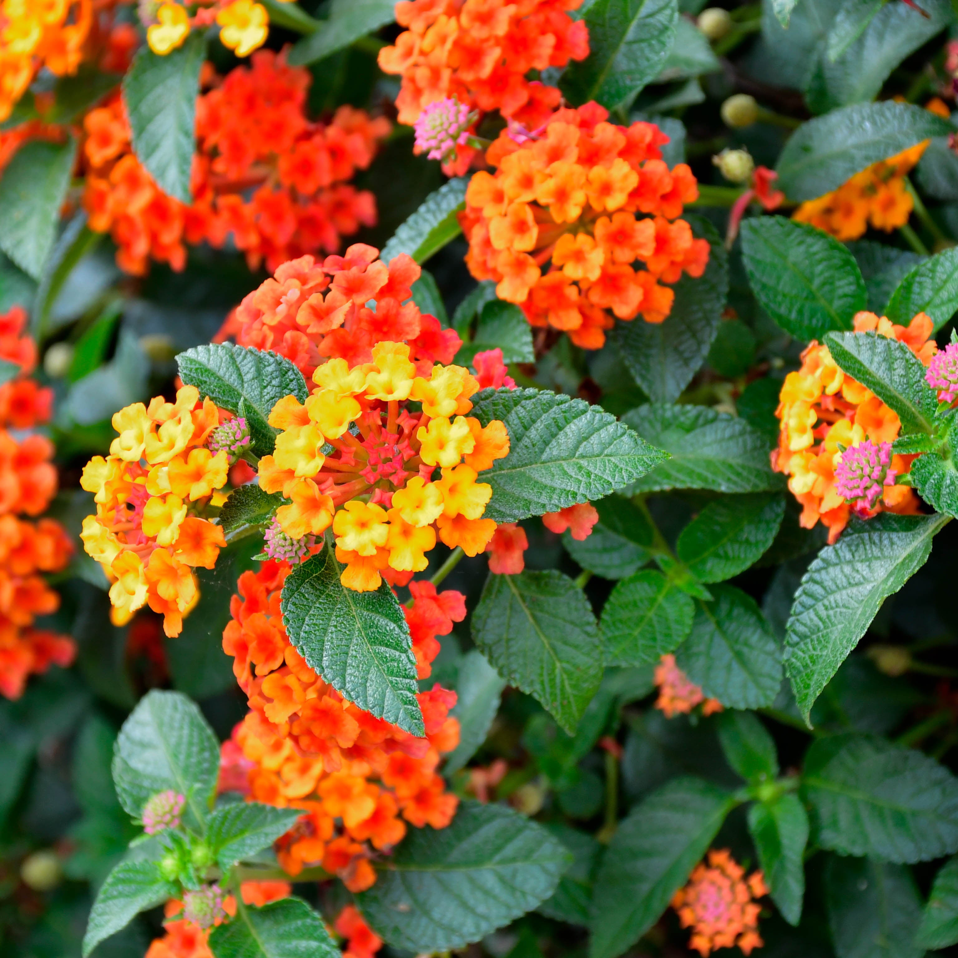 Lantana camara (V18) - Greenshop