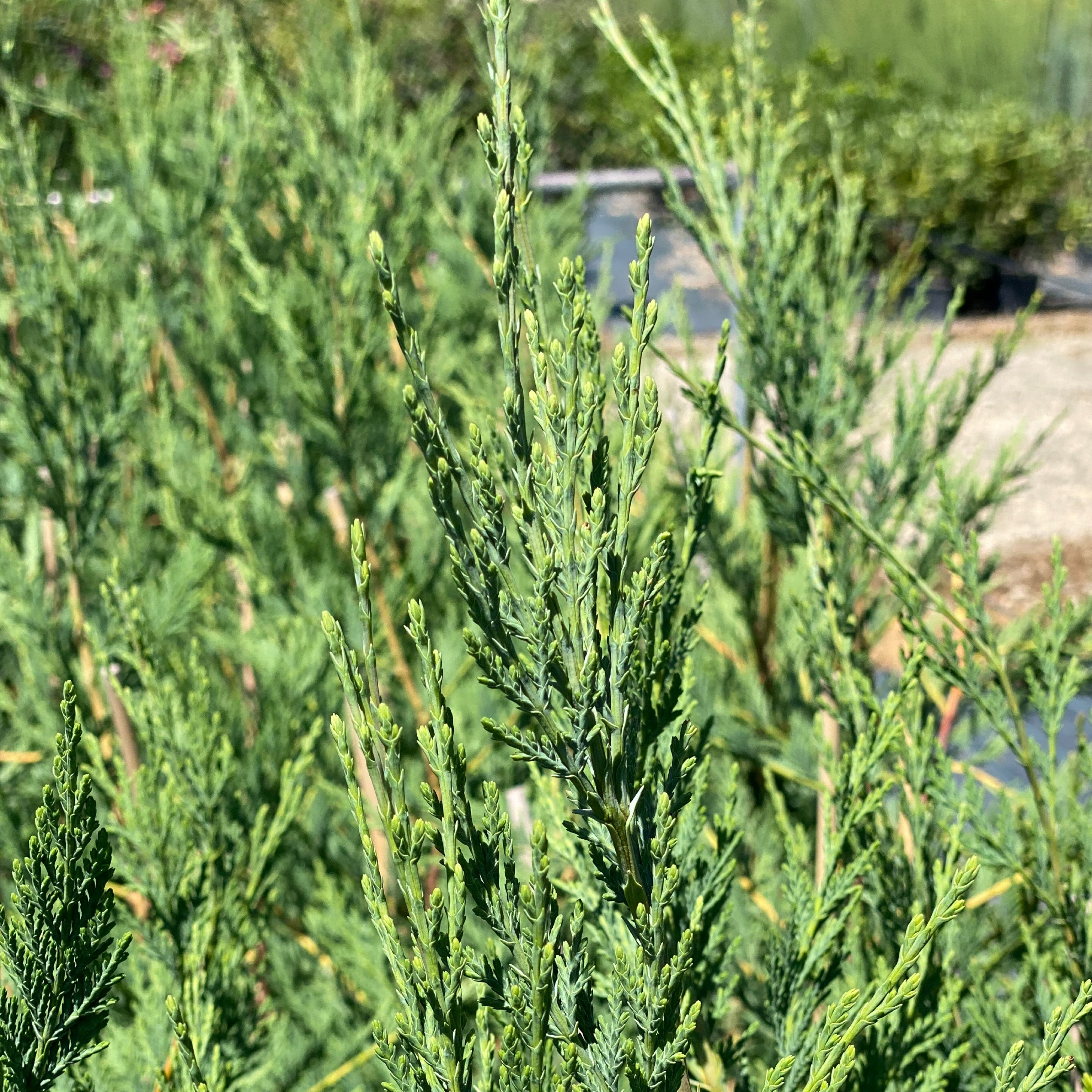 Leylandii - Cupressocyparis (V18) - Greenshop