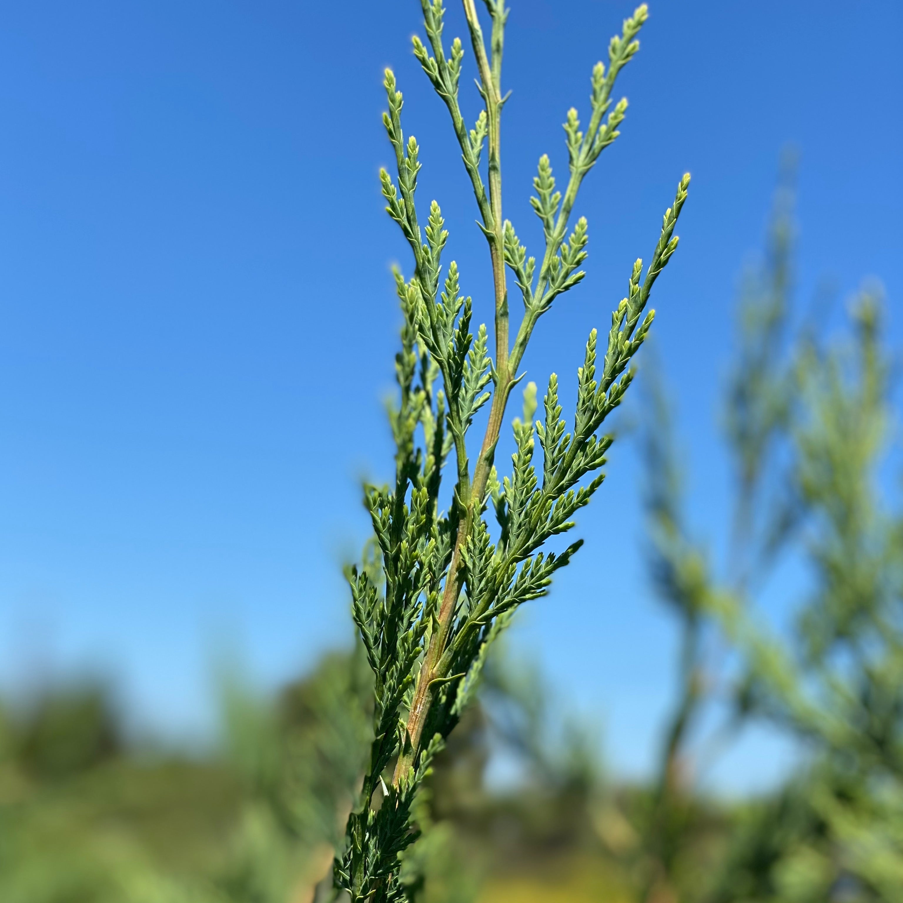 Leylandii - Cupressocyparis (V18) - Greenshop