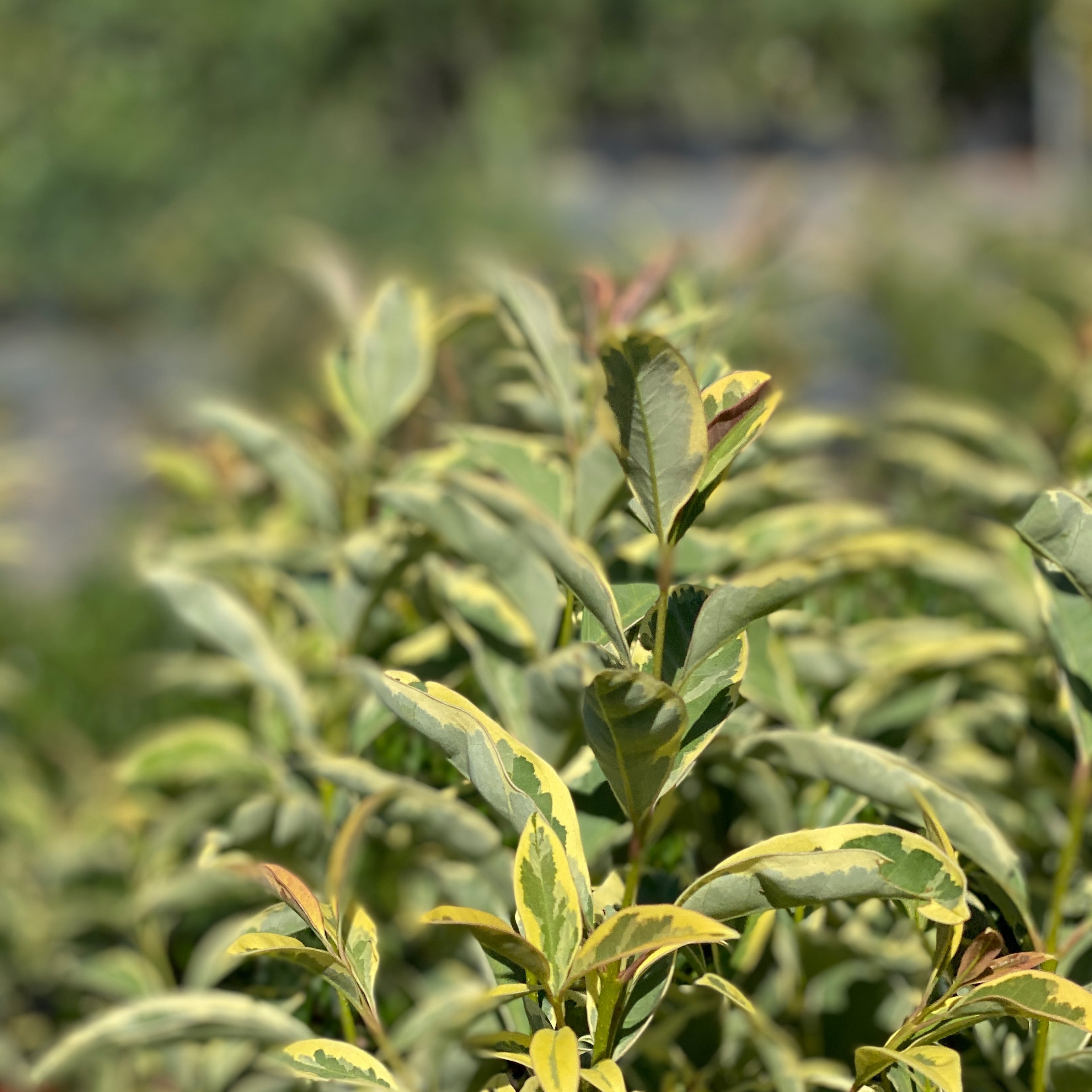 Ligustrum ovalifolium (V18) - Greenshop