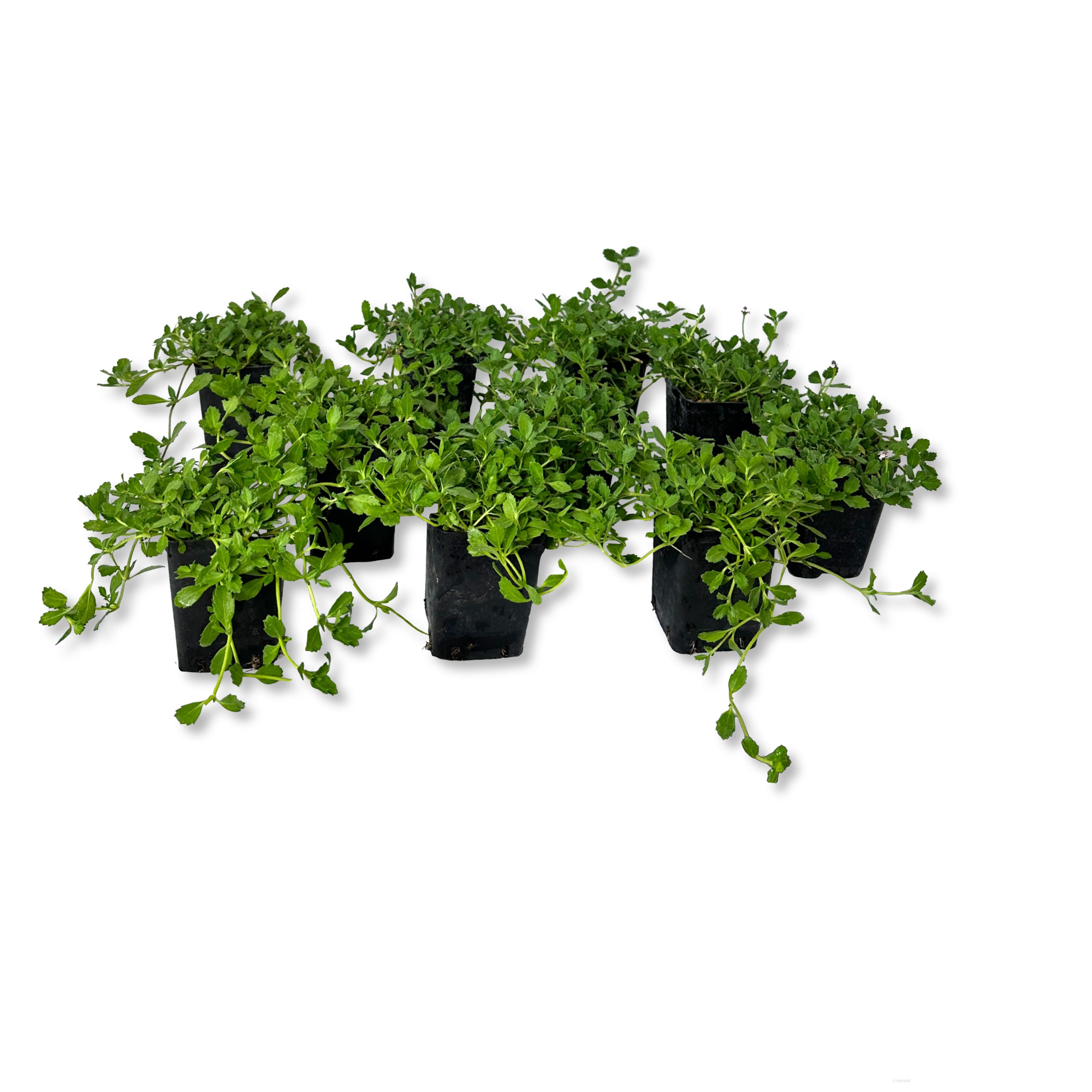 Lippia nodiflora (V7) - Greenshop