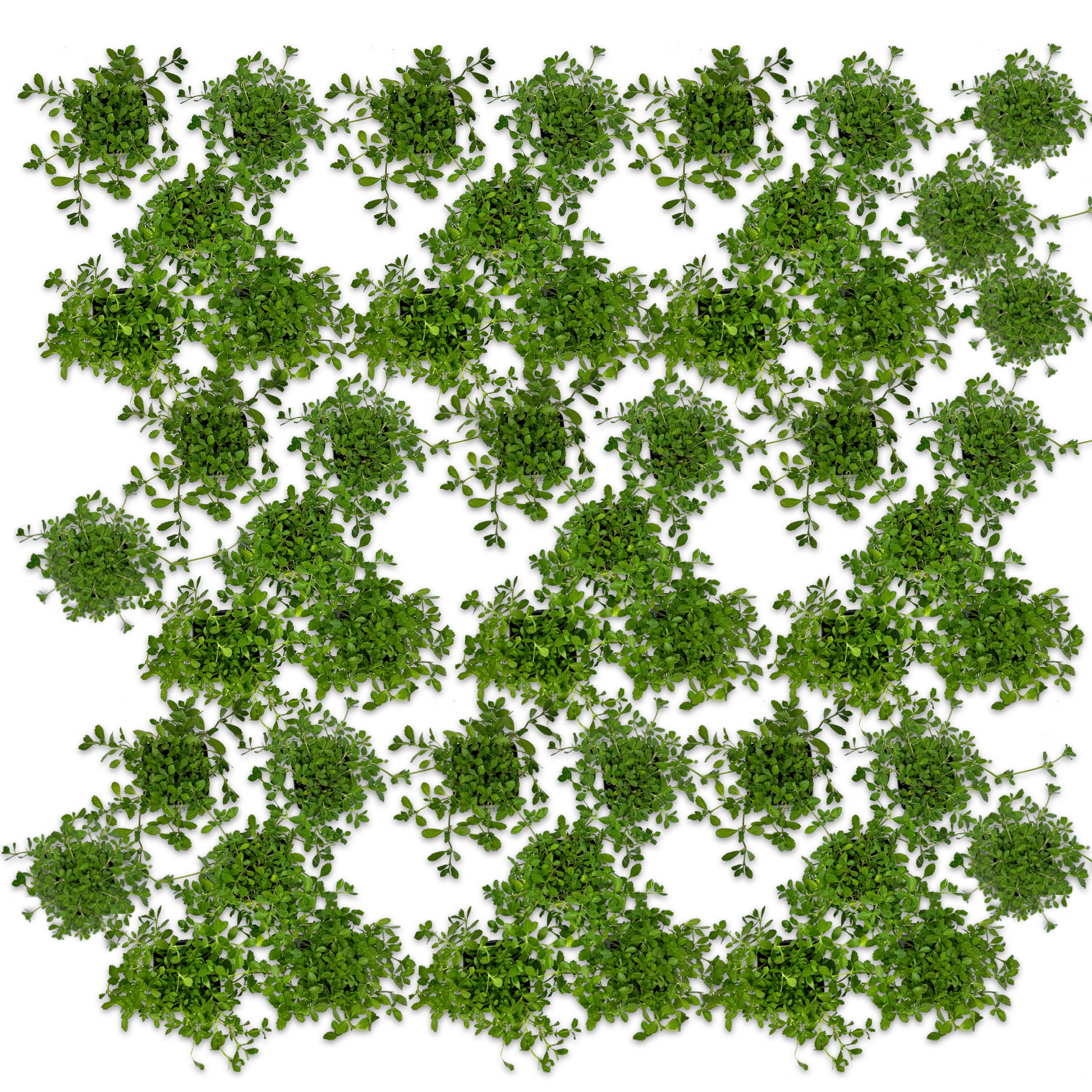 Lippia nodiflora (V7) - Greenshop