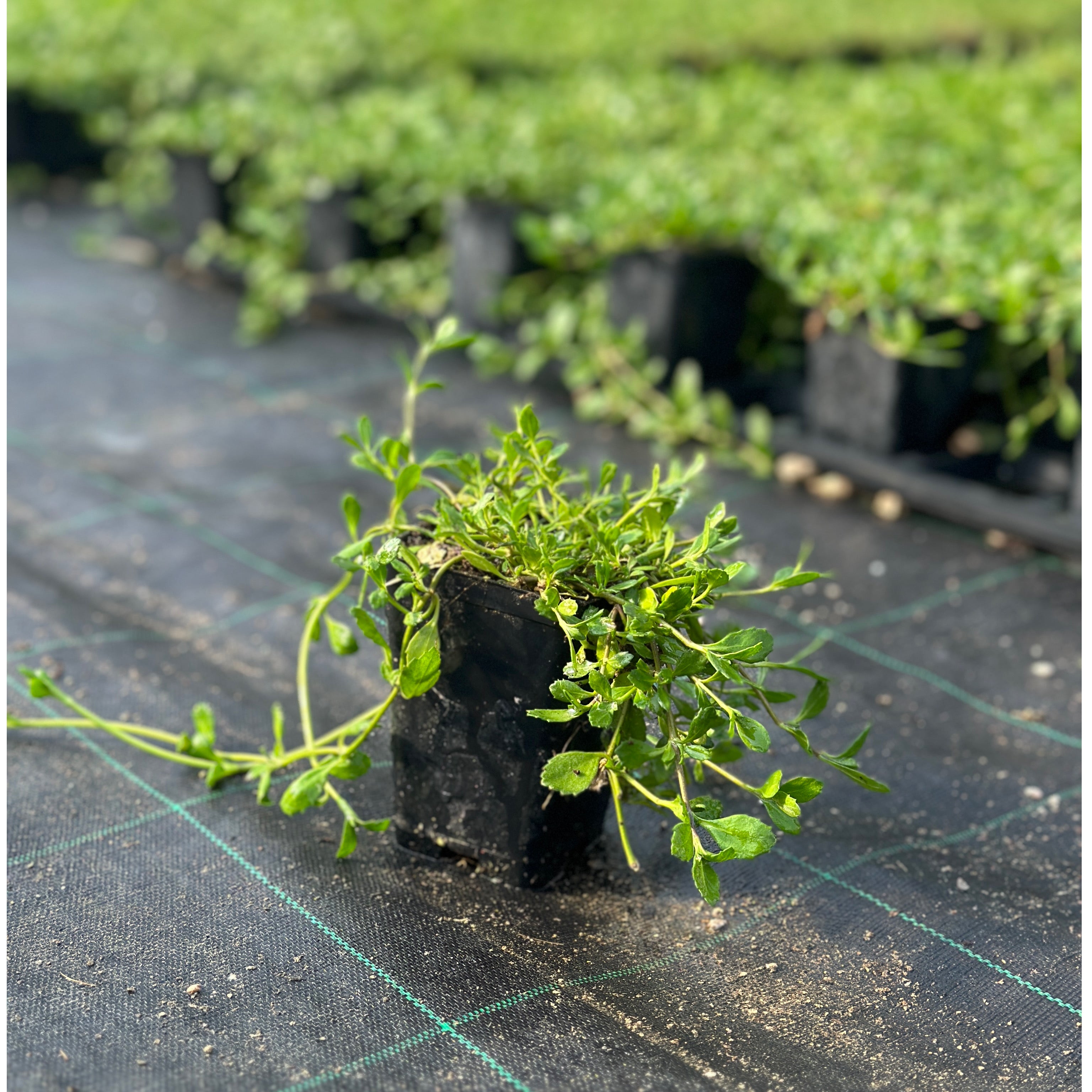 Lippia nodiflora (V7) - Greenshop