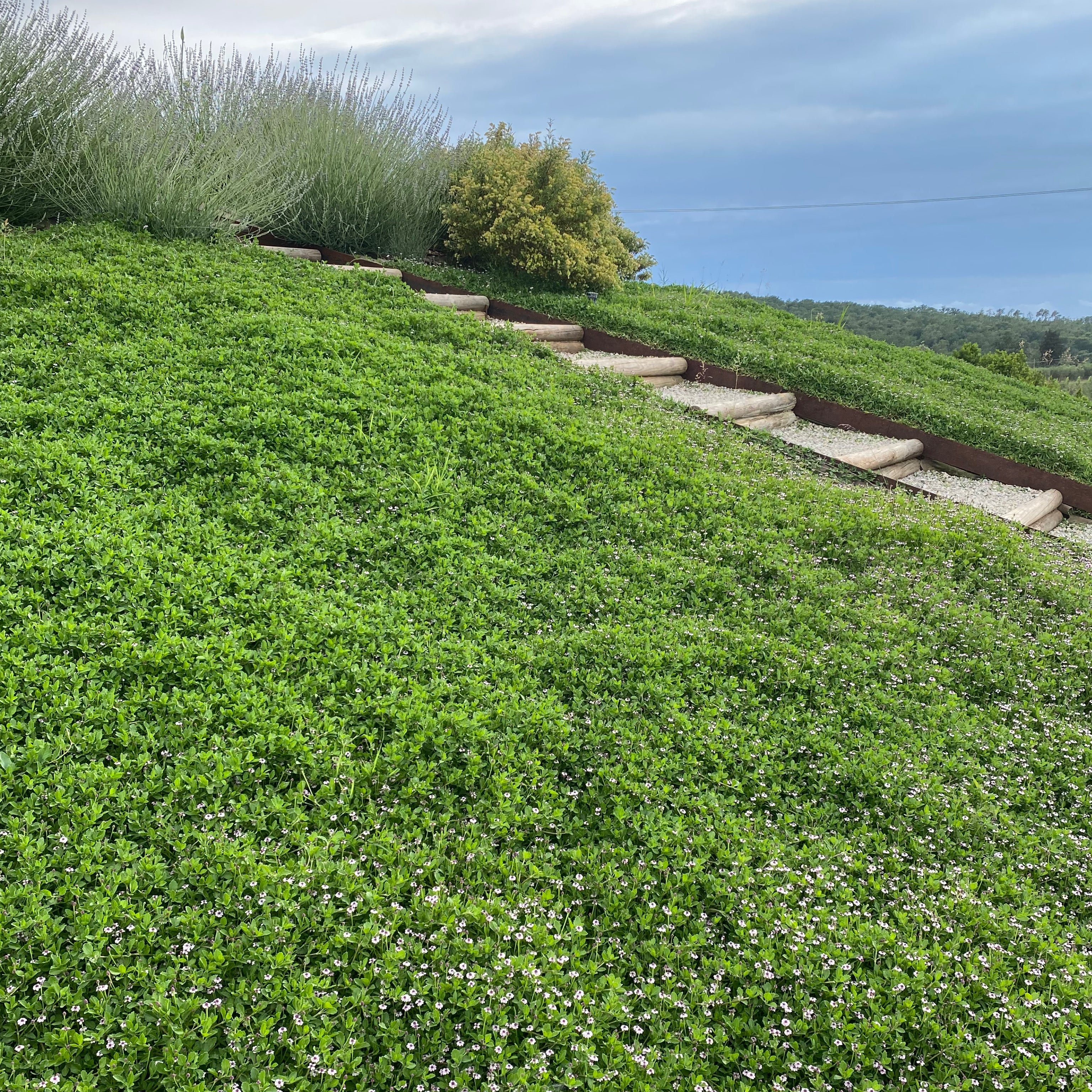 Lippia nodiflora (V7) - Greenshop